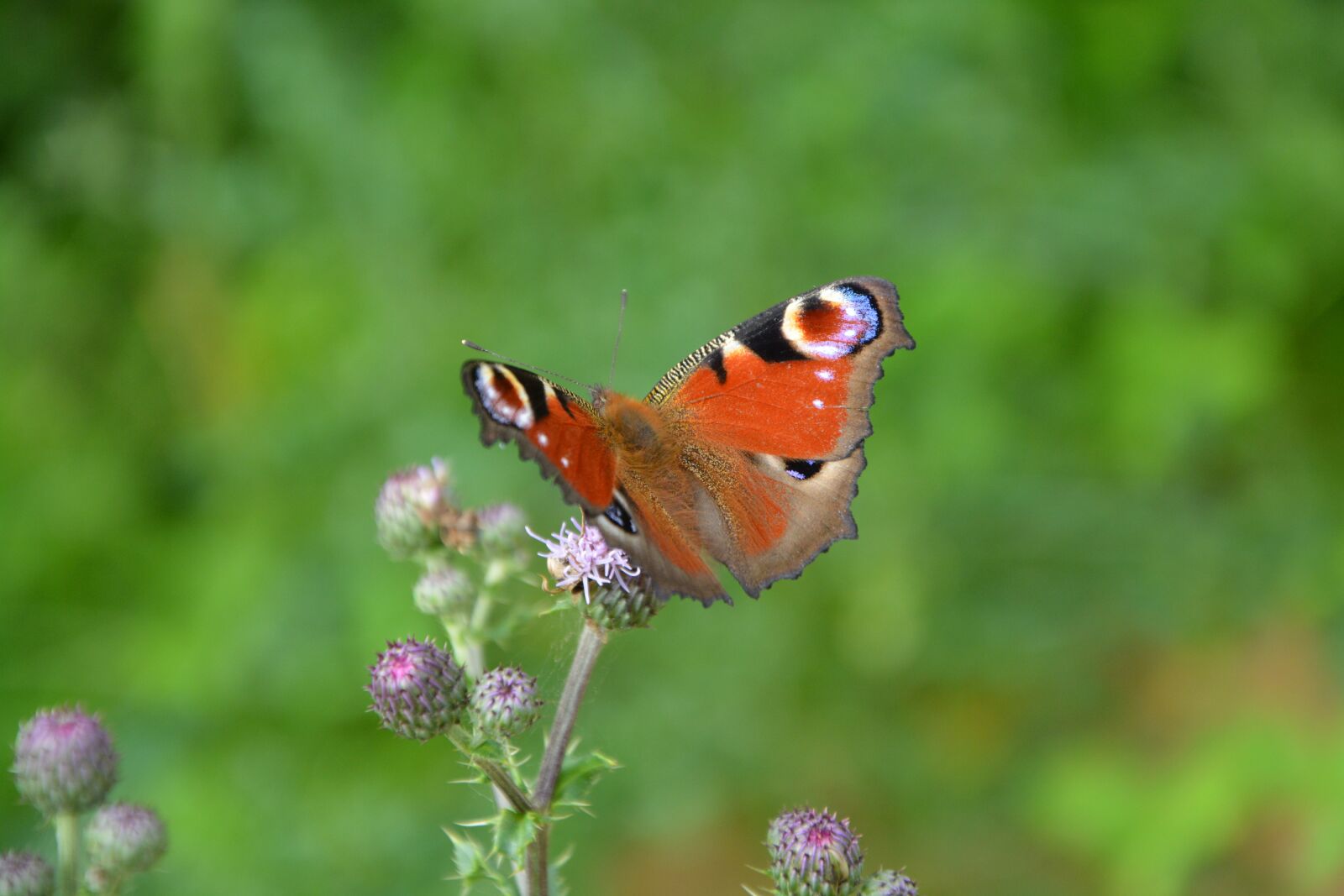 Nikon D5200 sample photo. Butterfly, thistle flower, nature photography