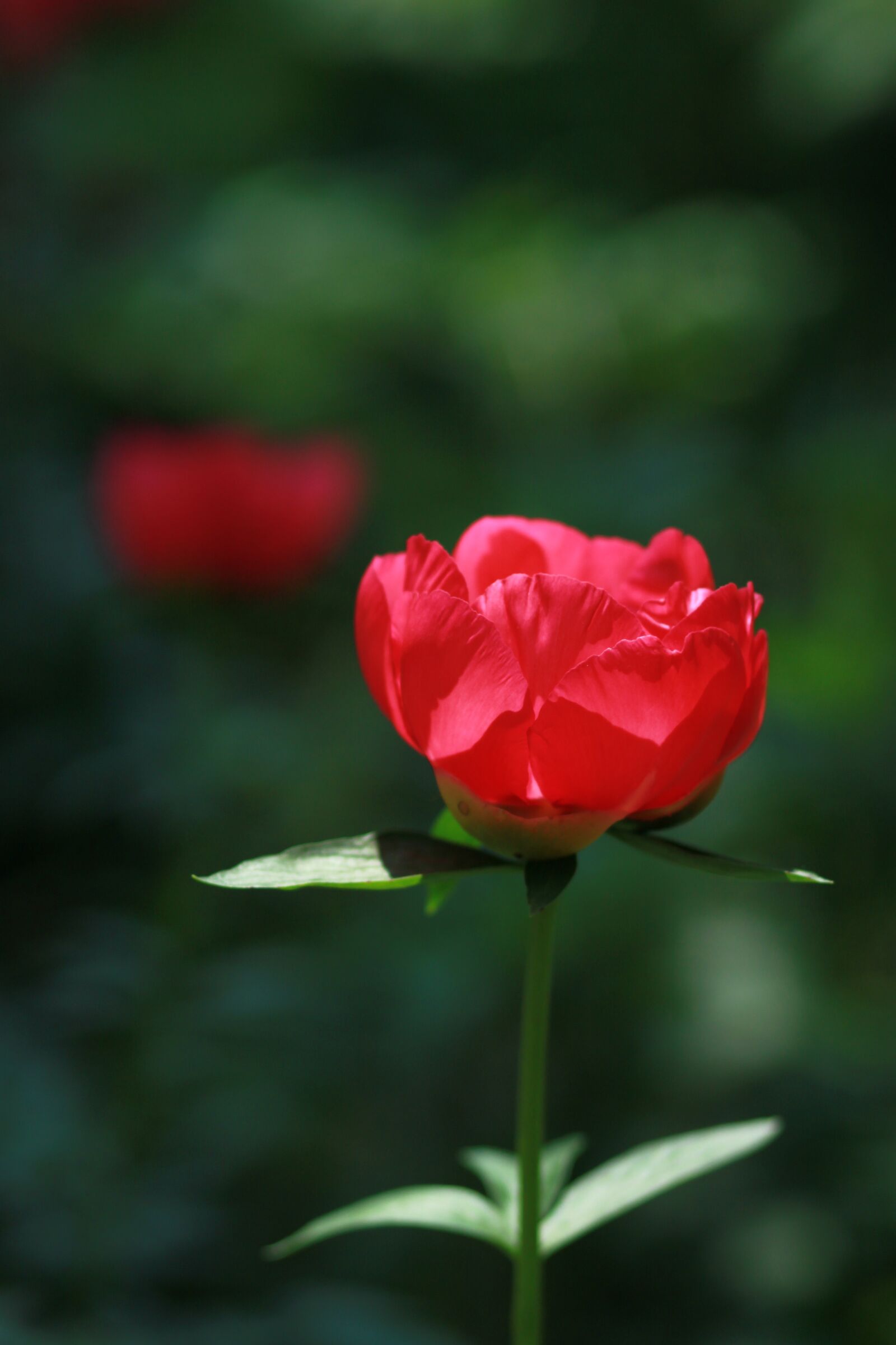 Canon EOS 500D (EOS Rebel T1i / EOS Kiss X3) sample photo. Nature, plants, flowers photography