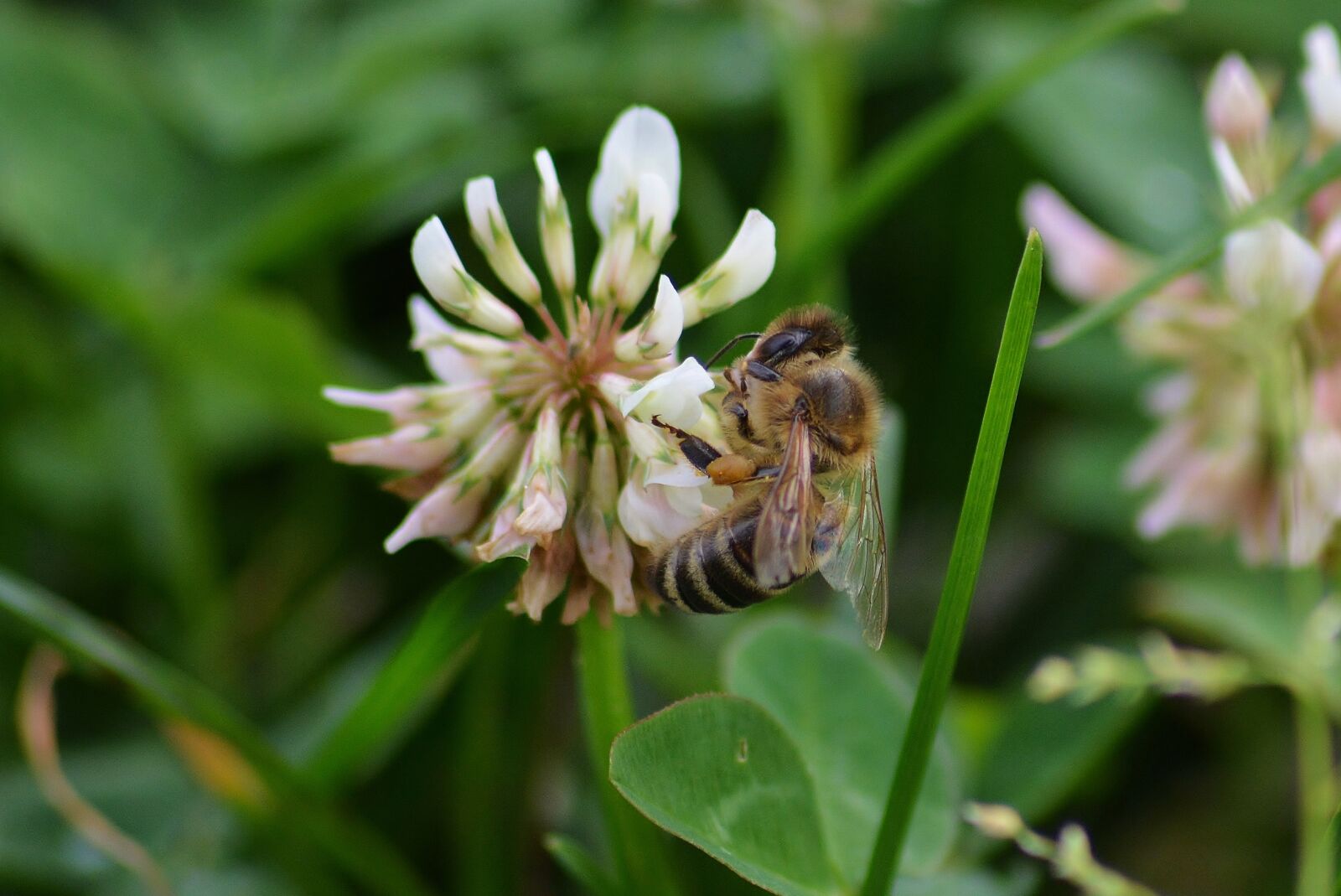 Nikon D5200 sample photo. Klee, sprinkle, insect photography
