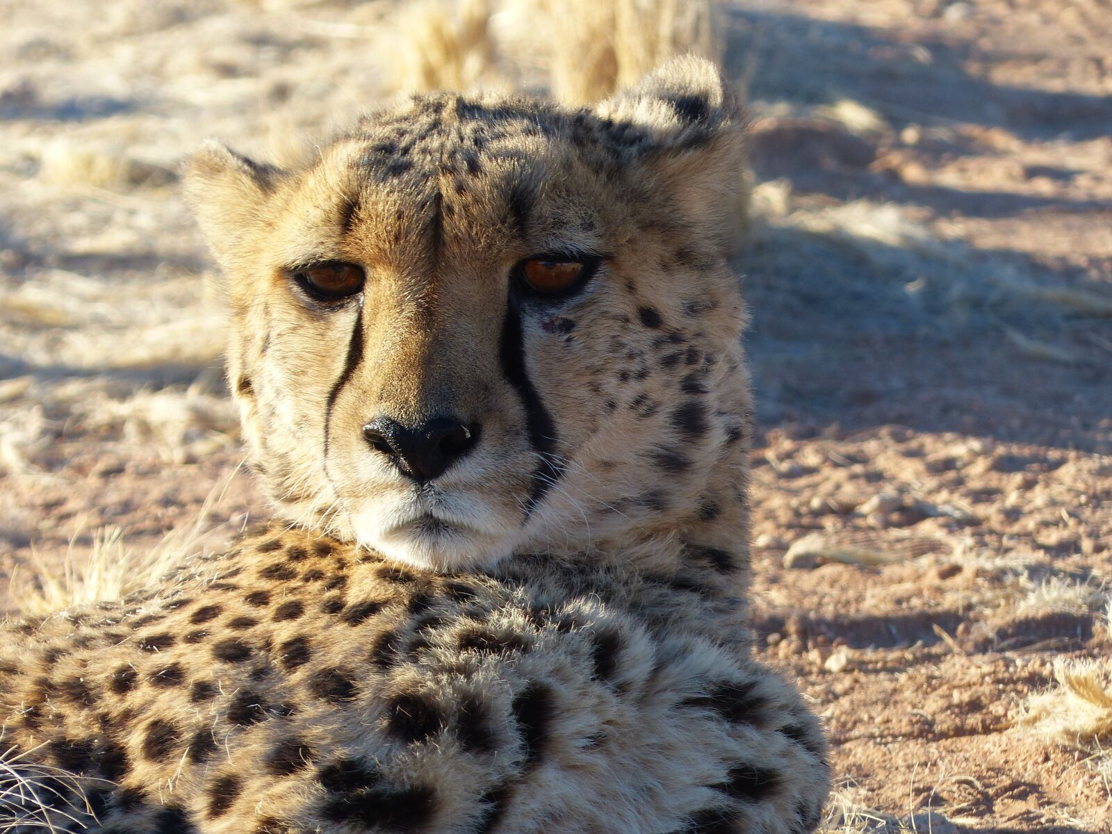 Panasonic Lumix DMC-FZ200 sample photo. Cheetah, big cat, rearing photography