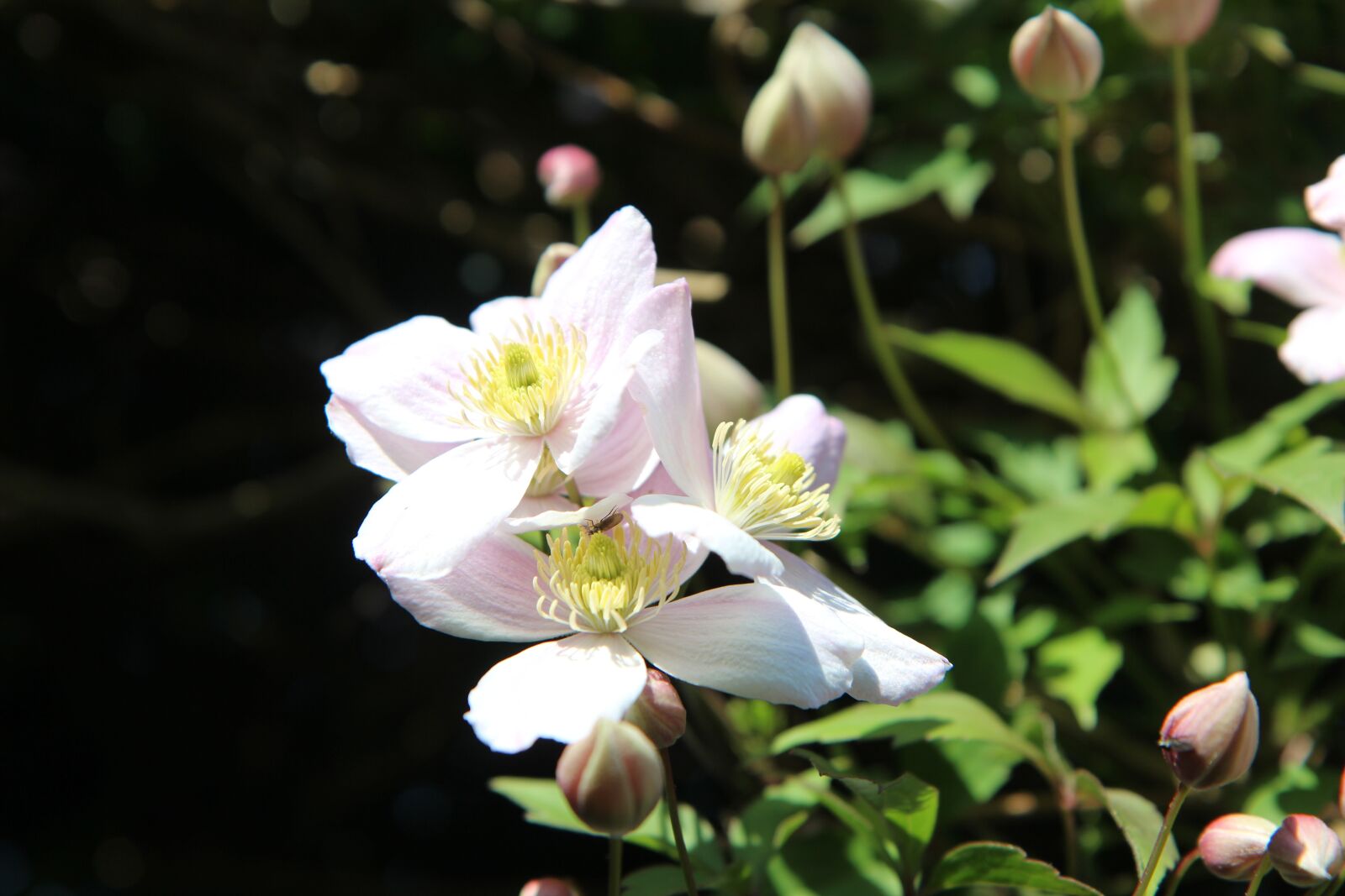 Canon EOS 600D (Rebel EOS T3i / EOS Kiss X5) sample photo. Clematis, clematis montana, clematis photography