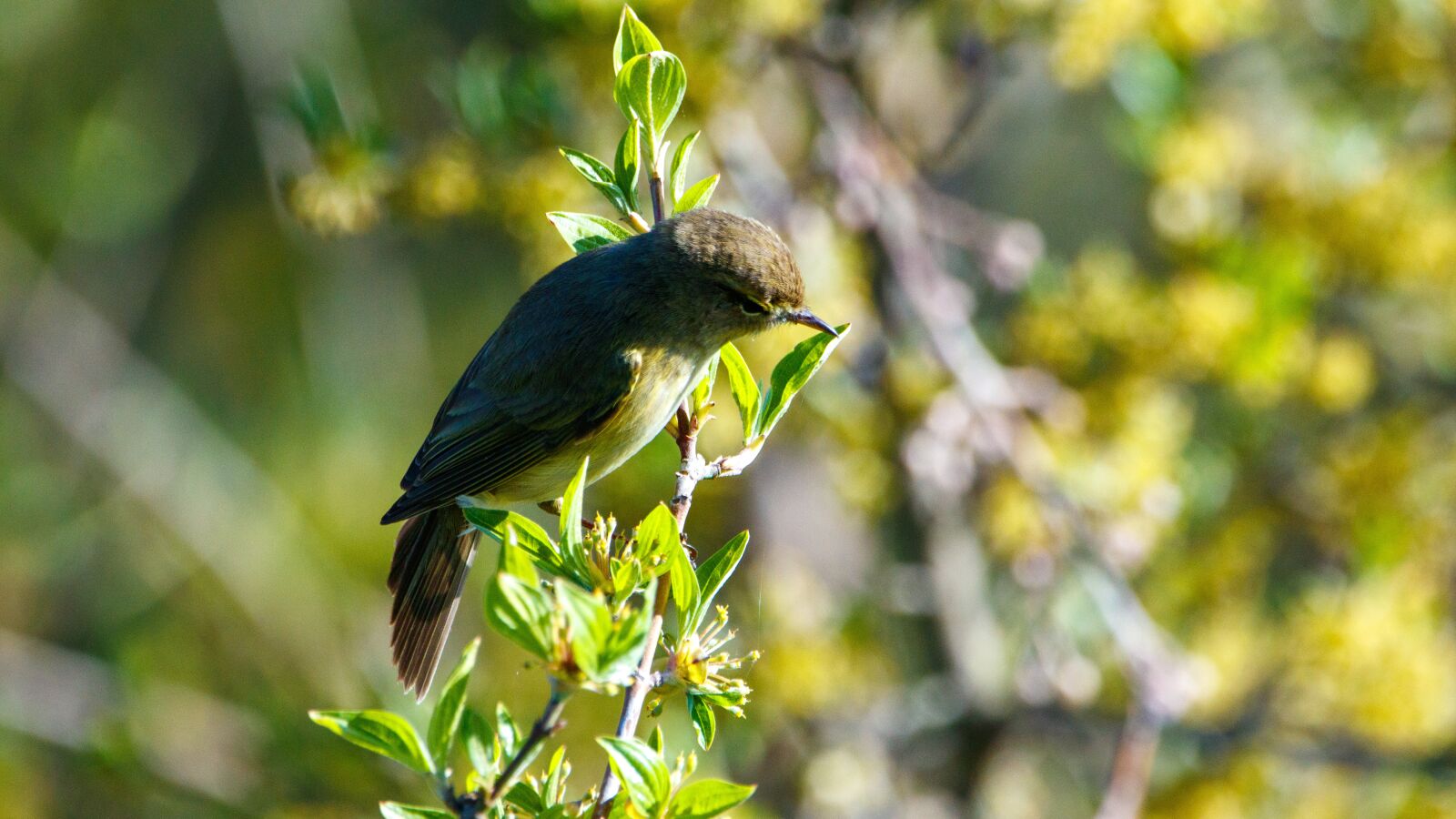 Canon EOS 80D sample photo. Chiffchaff, bird, branch photography