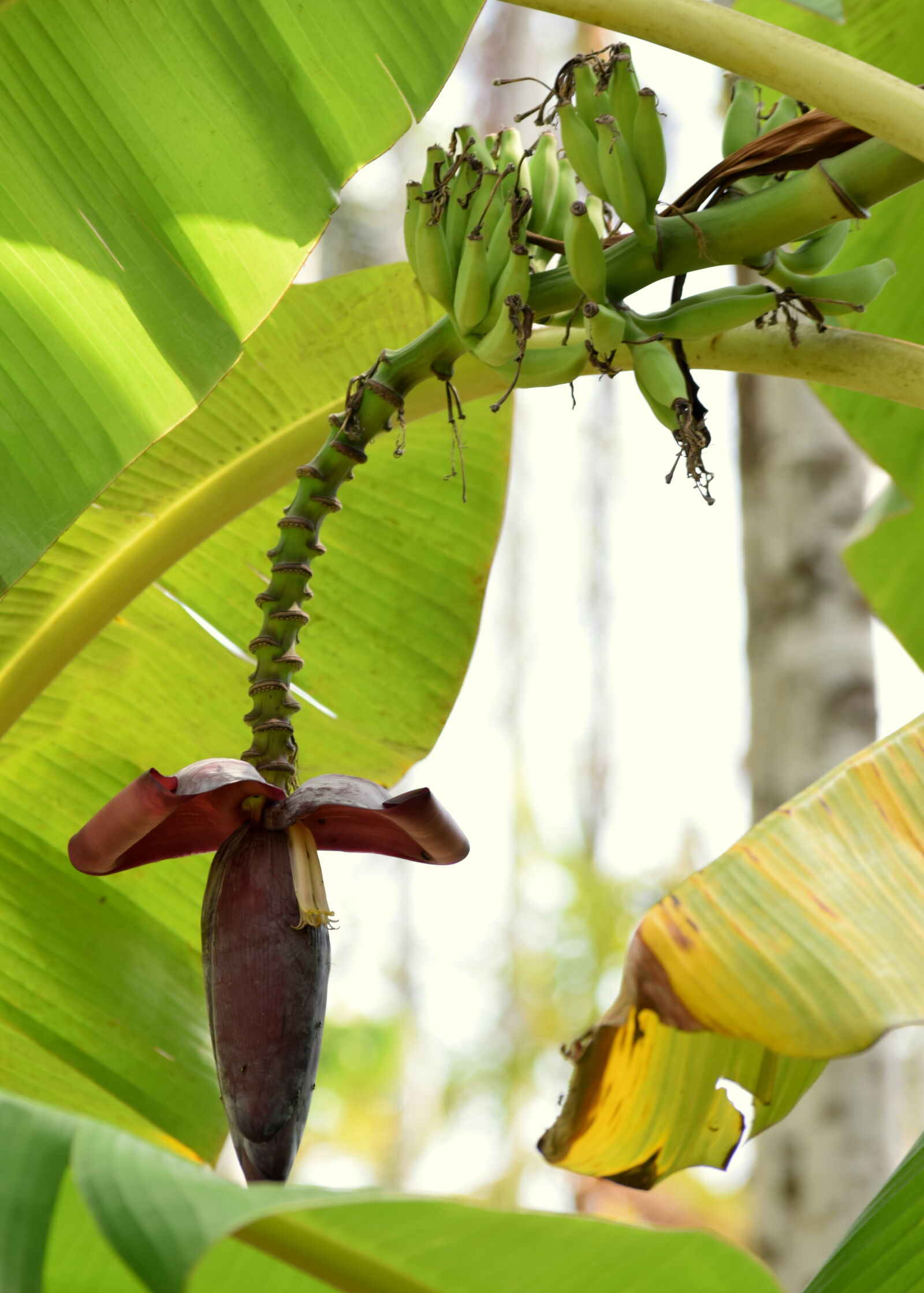 Nikon D3300 sample photo