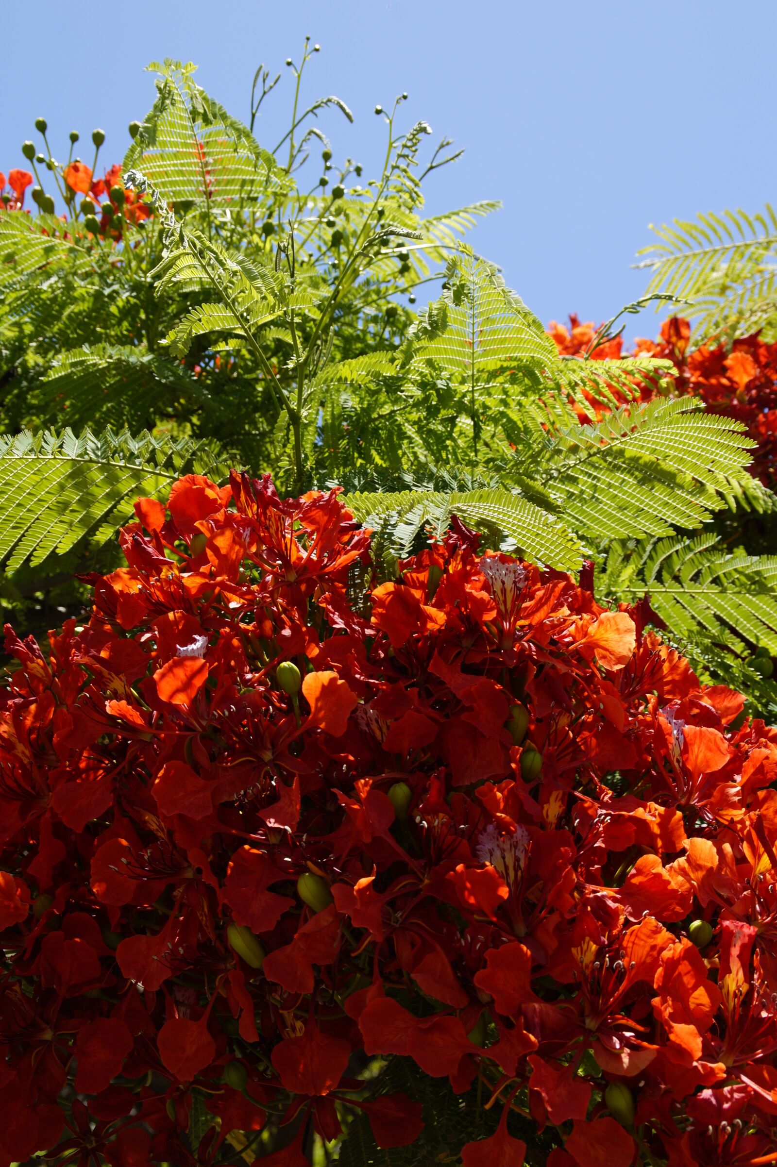 Sony SLT-A58 sample photo. Flamboyant, delonix regia, red photography