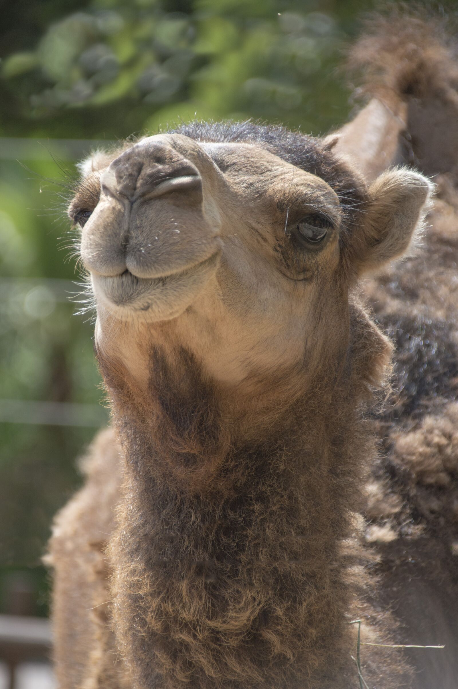 Nikon D3200 sample photo. Animal, mammal, nature photography