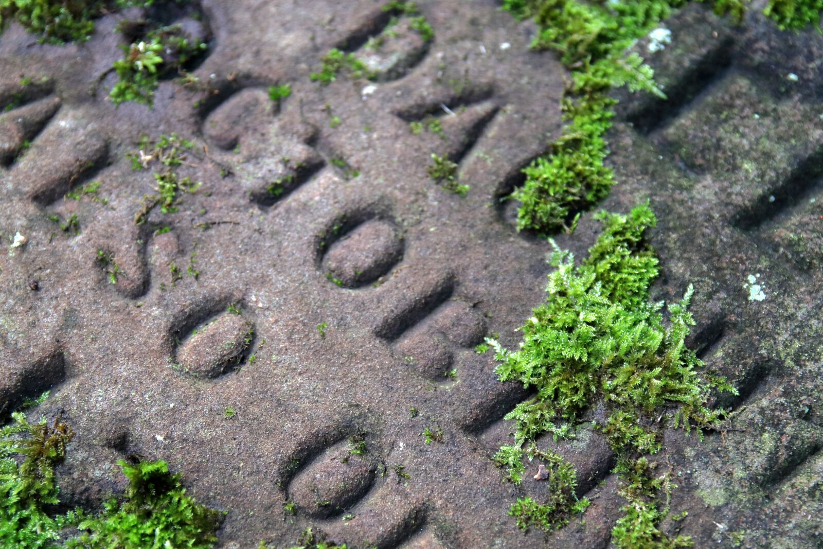 Canon EOS 80D sample photo. Gravestone, mossy, churchyard photography