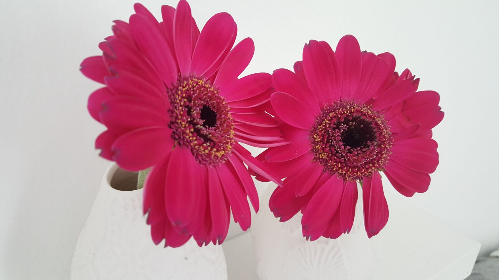 Samsung Galaxy S6 sample photo. Flower, plant, gerbera photography