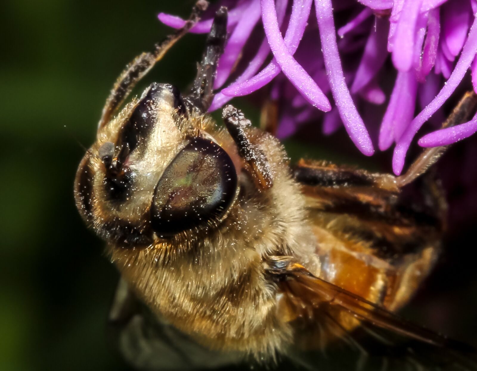 Canon EF-S 60mm F2.8 Macro USM sample photo. Bee, insect, nature photography