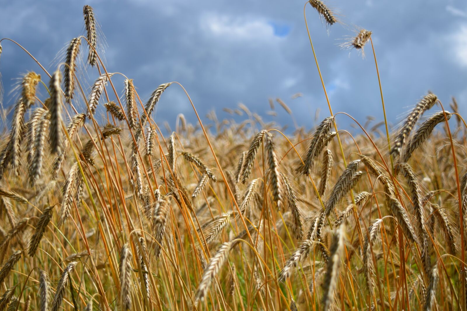 Nikon D5300 sample photo. Field, barley field, cereals photography