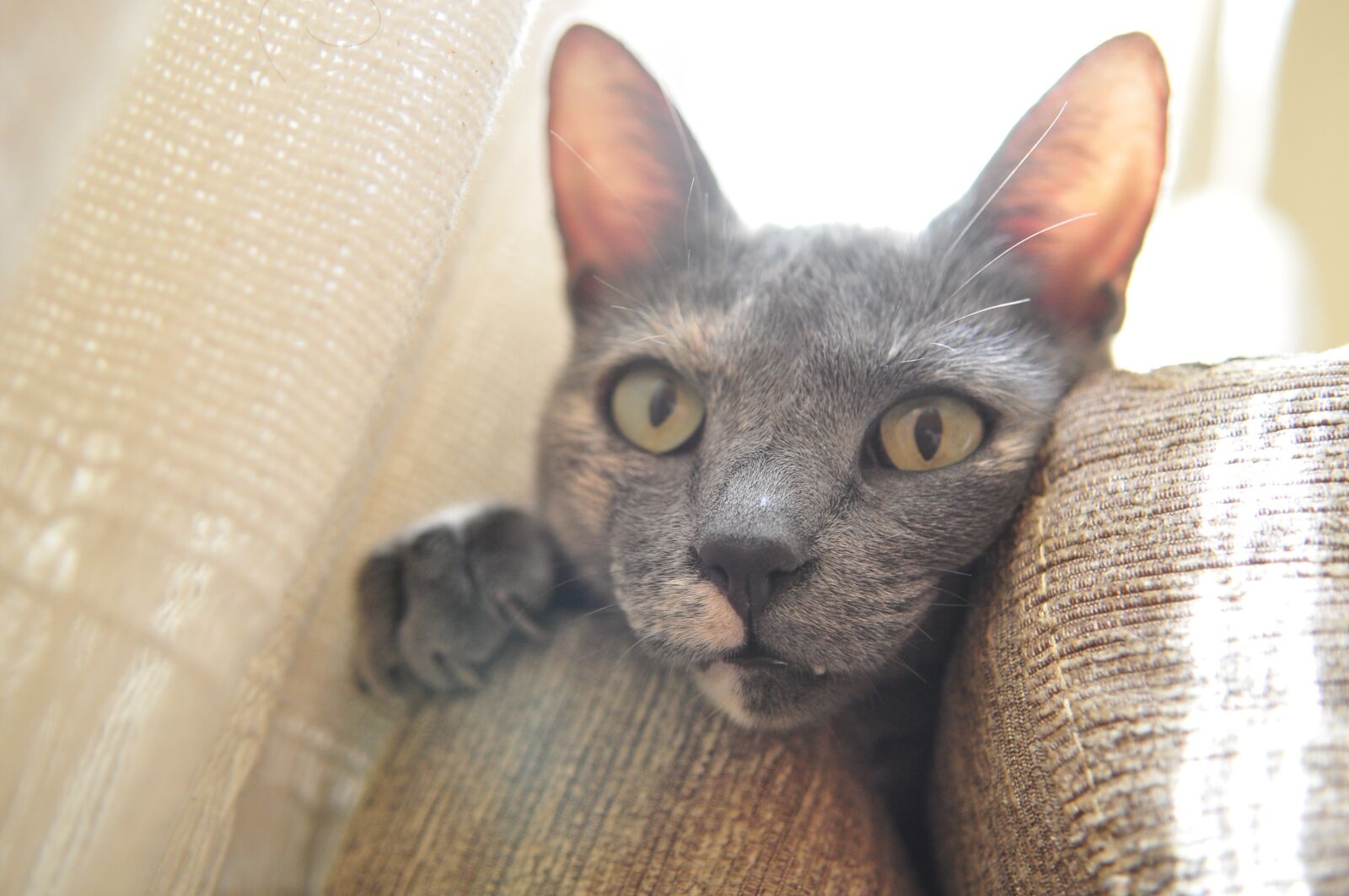 Nikon D90 sample photo. Cat, cat's eye, female photography