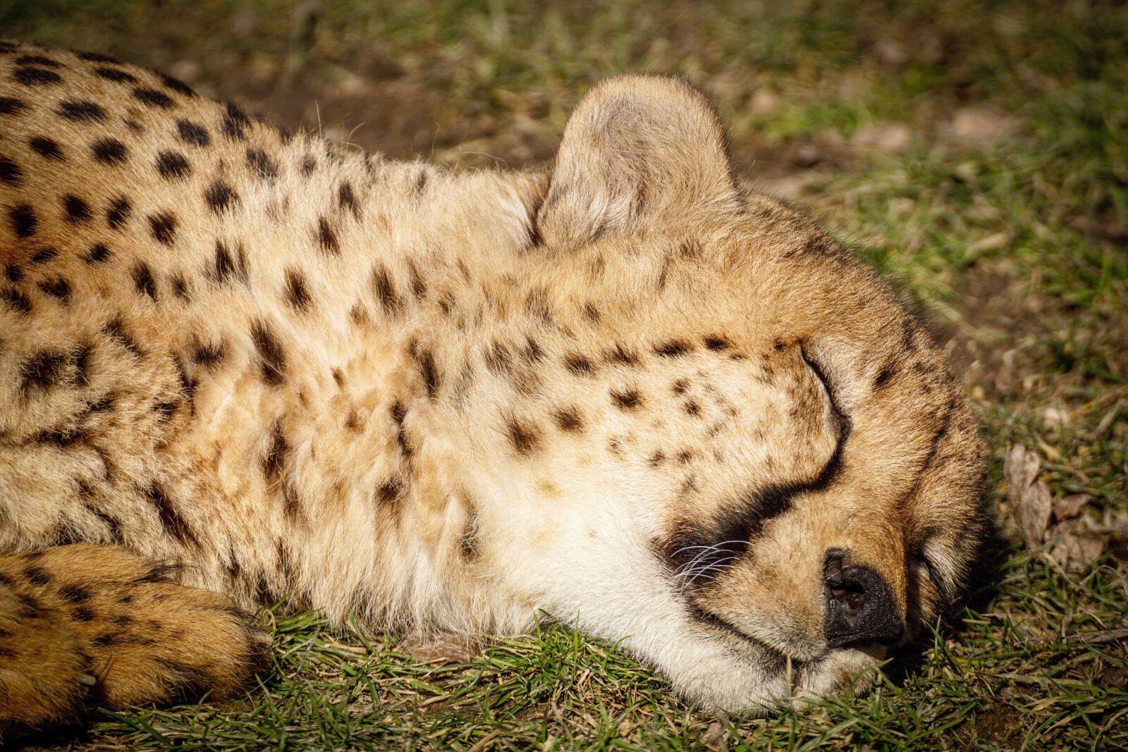 Sony DT 55-300mm F4.5-5.6 SAM sample photo. Cheetah, zoo, predator photography