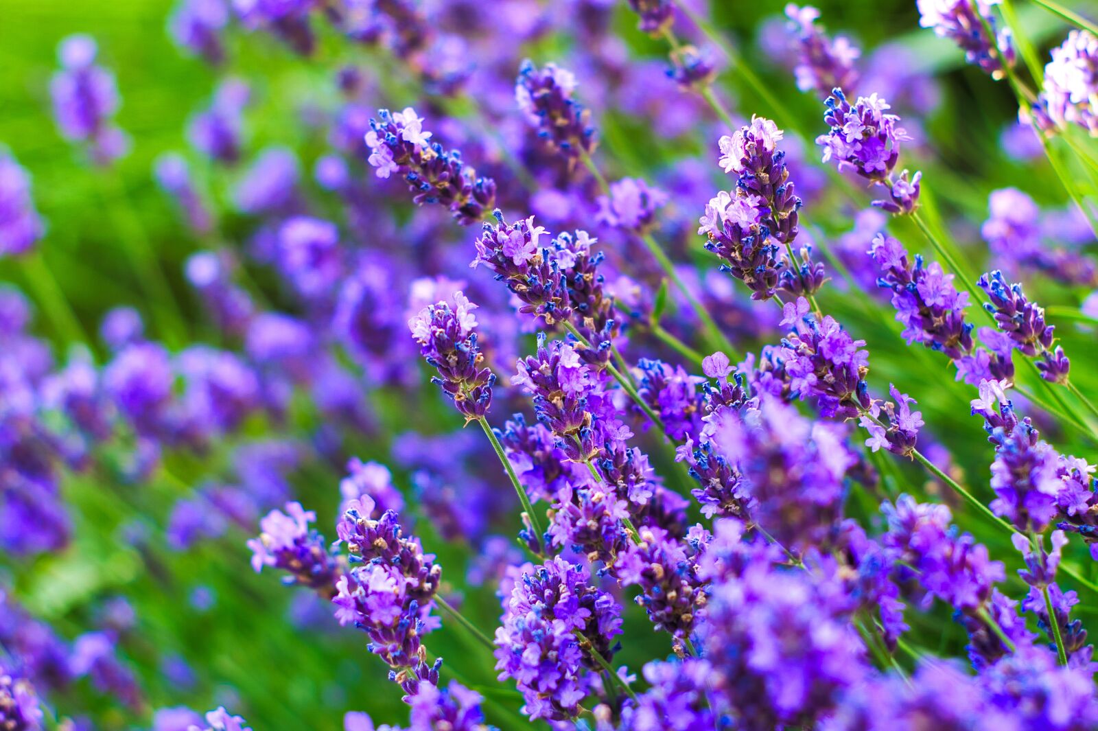Sony SLT-A57 + Minolta AF 50mm F1.7 sample photo. Lavender, garden, flowers photography