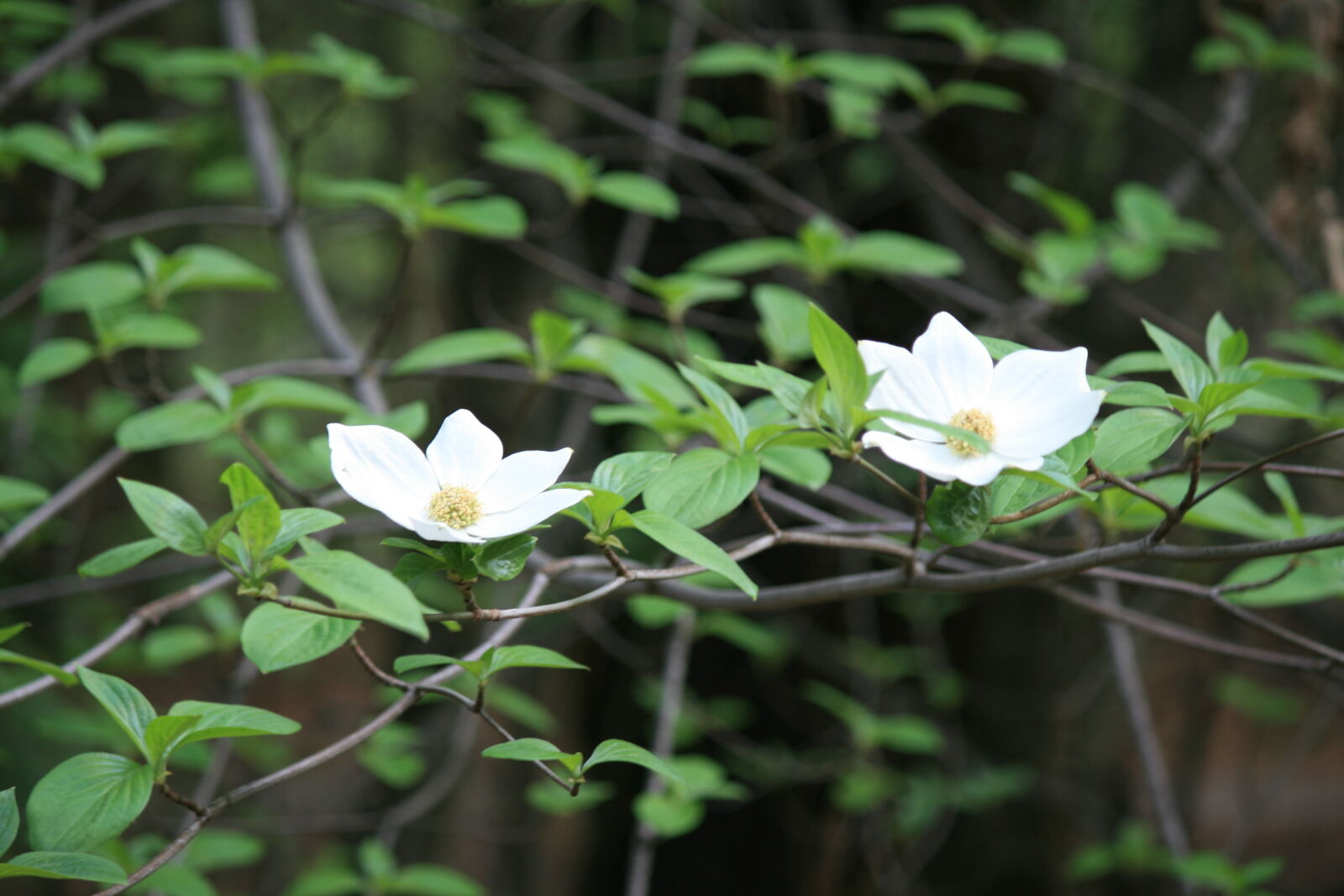 Canon EOS 400D (EOS Digital Rebel XTi / EOS Kiss Digital X) sample photo. Flowering, dogwood photography