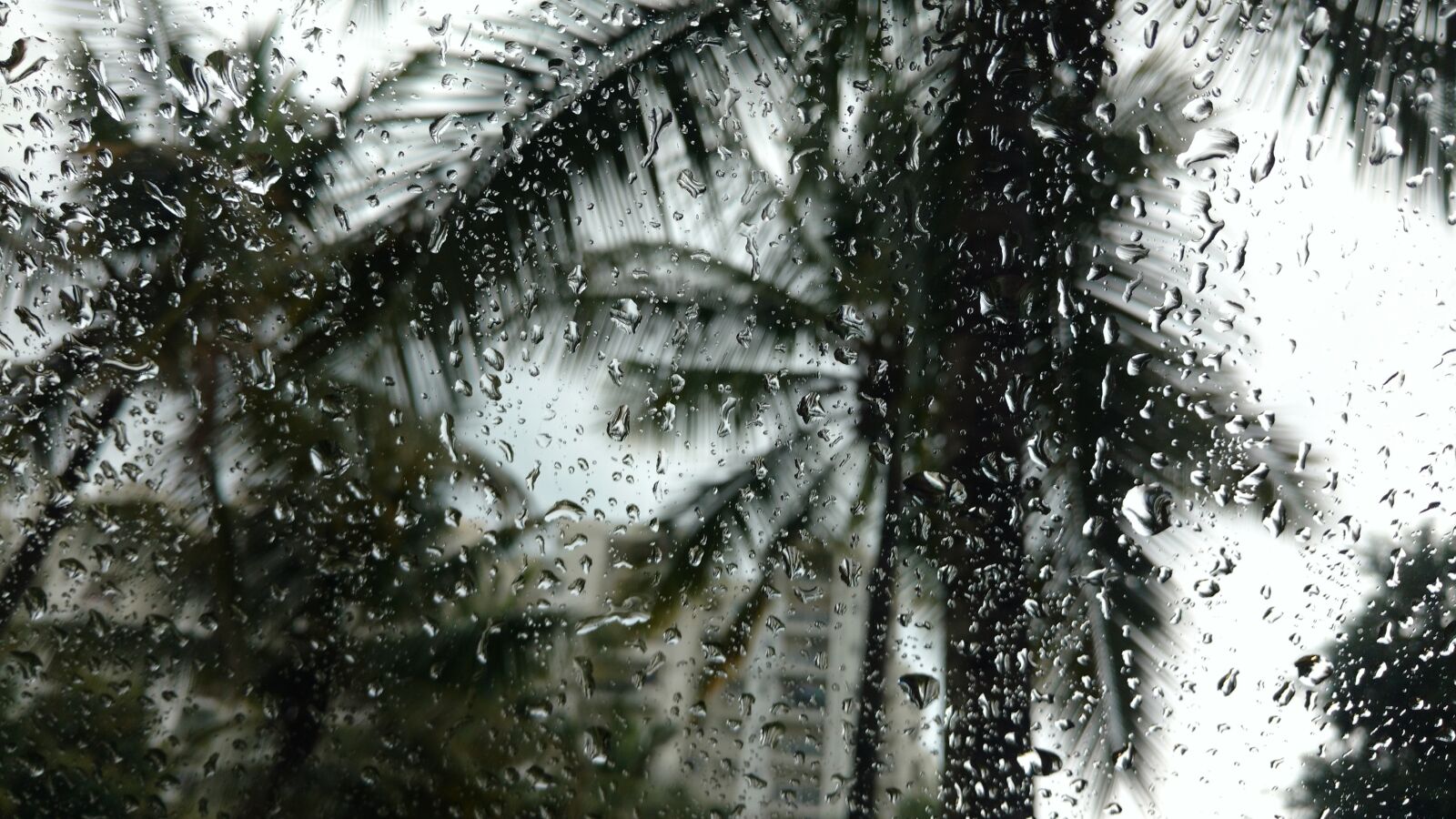 Motorola Moto X Play sample photo. Rain, trees, travel photography