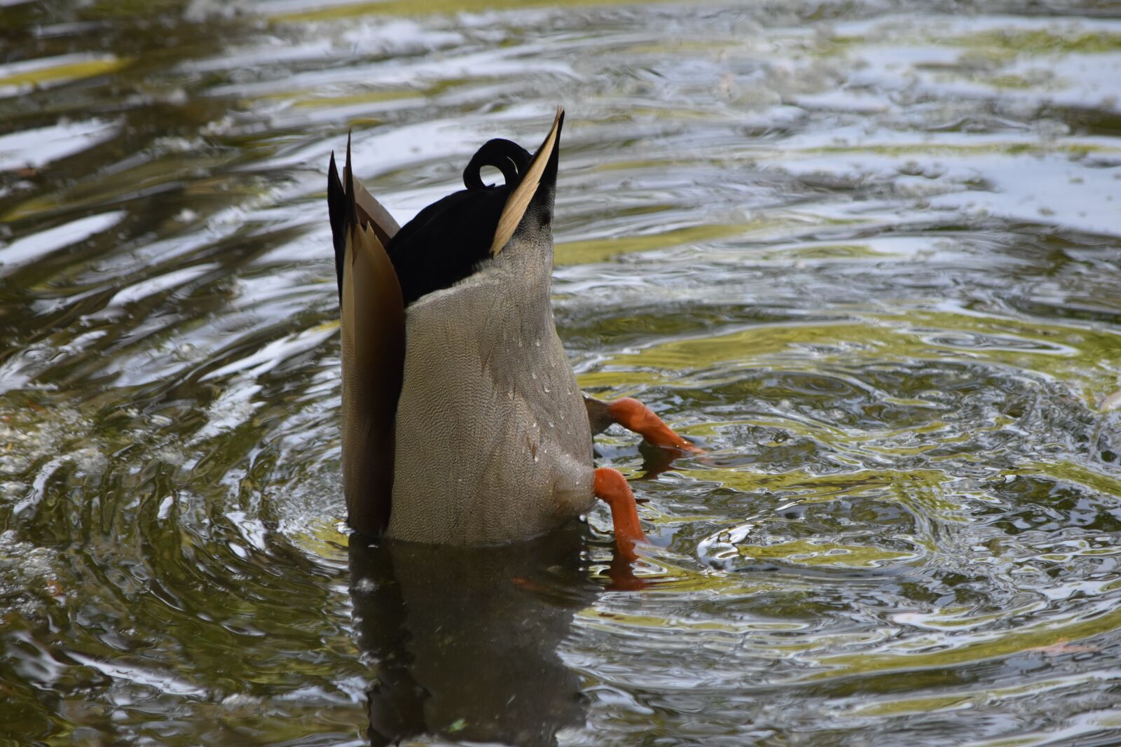 Nikon D5600 sample photo. Bottoms up duck, duck photography