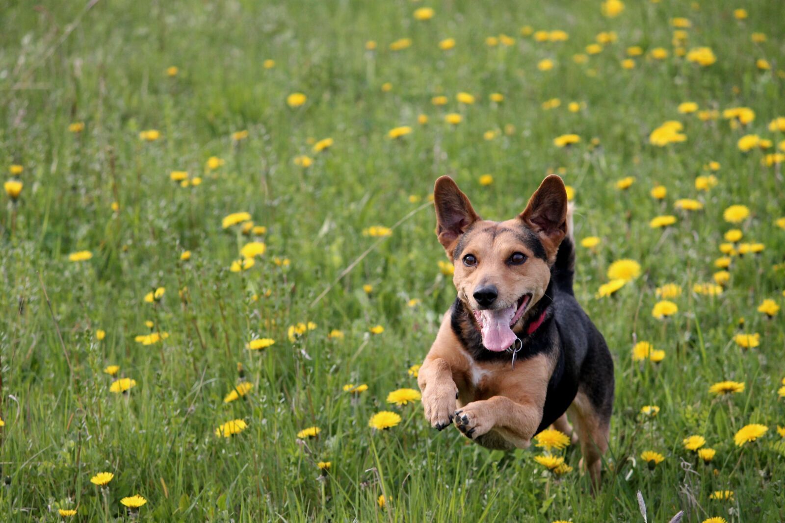 Canon EOS 1100D (EOS Rebel T3 / EOS Kiss X50) sample photo. Dog, meadow play, race photography