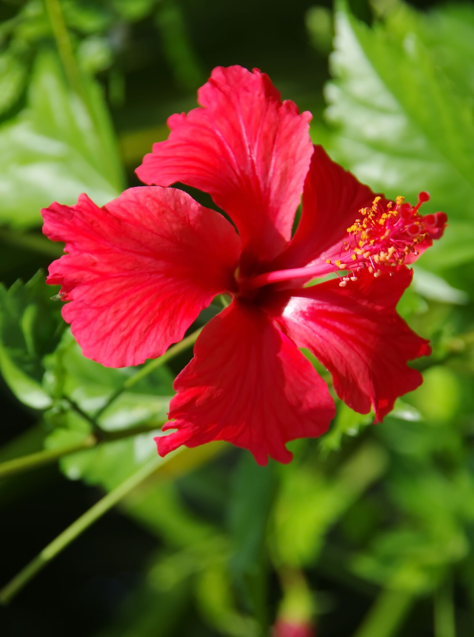 Pentax K-5 sample photo. Hibiscus, red, red flower photography