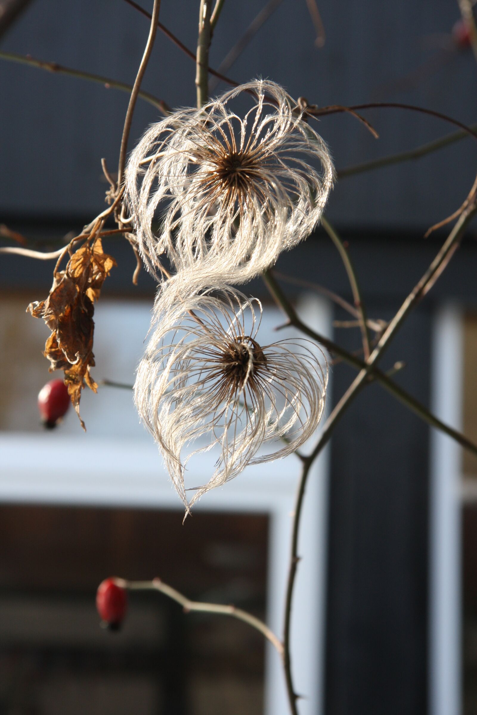 Canon EOS 40D sample photo. Winter day, winter, nature photography