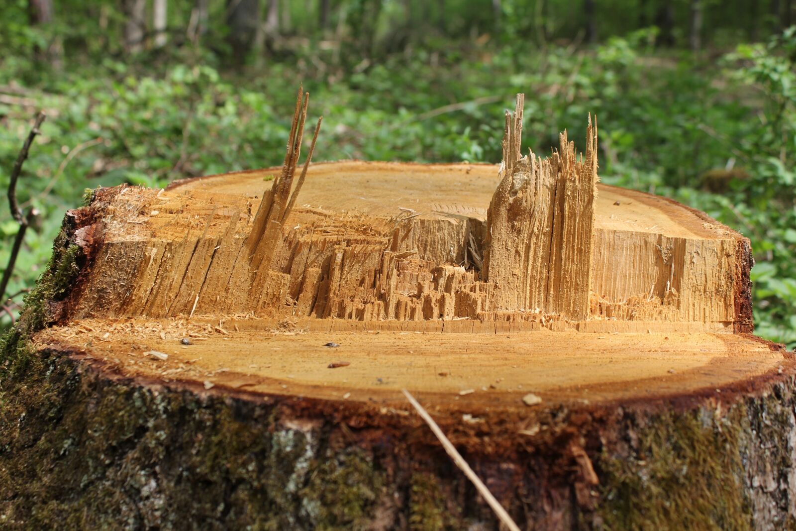 Canon EF-S 18-55mm F3.5-5.6 IS sample photo. Wood, nature, tree photography