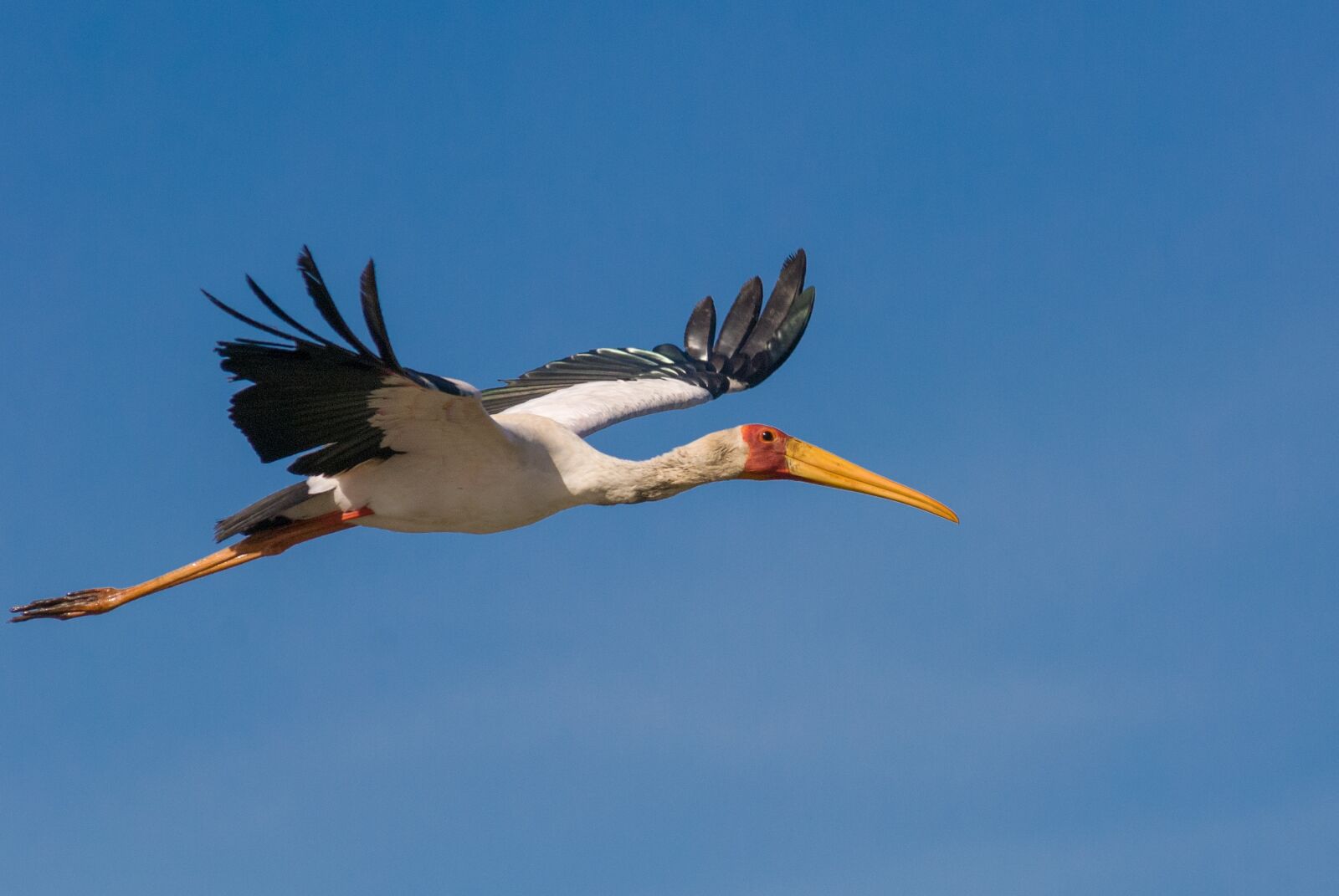 Nikon D80 sample photo. Wildlife, bird, nature photography