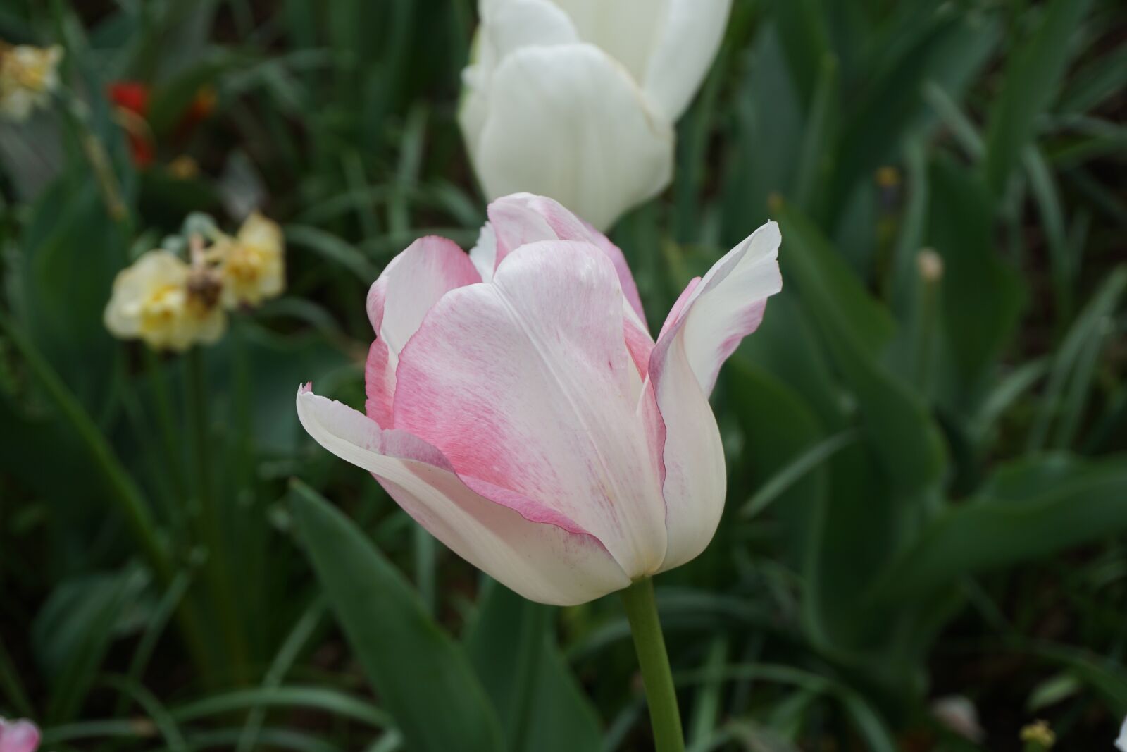 Sony E 16-50mm F3.5-5.6 PZ OSS sample photo. Tulip, rose, spring photography
