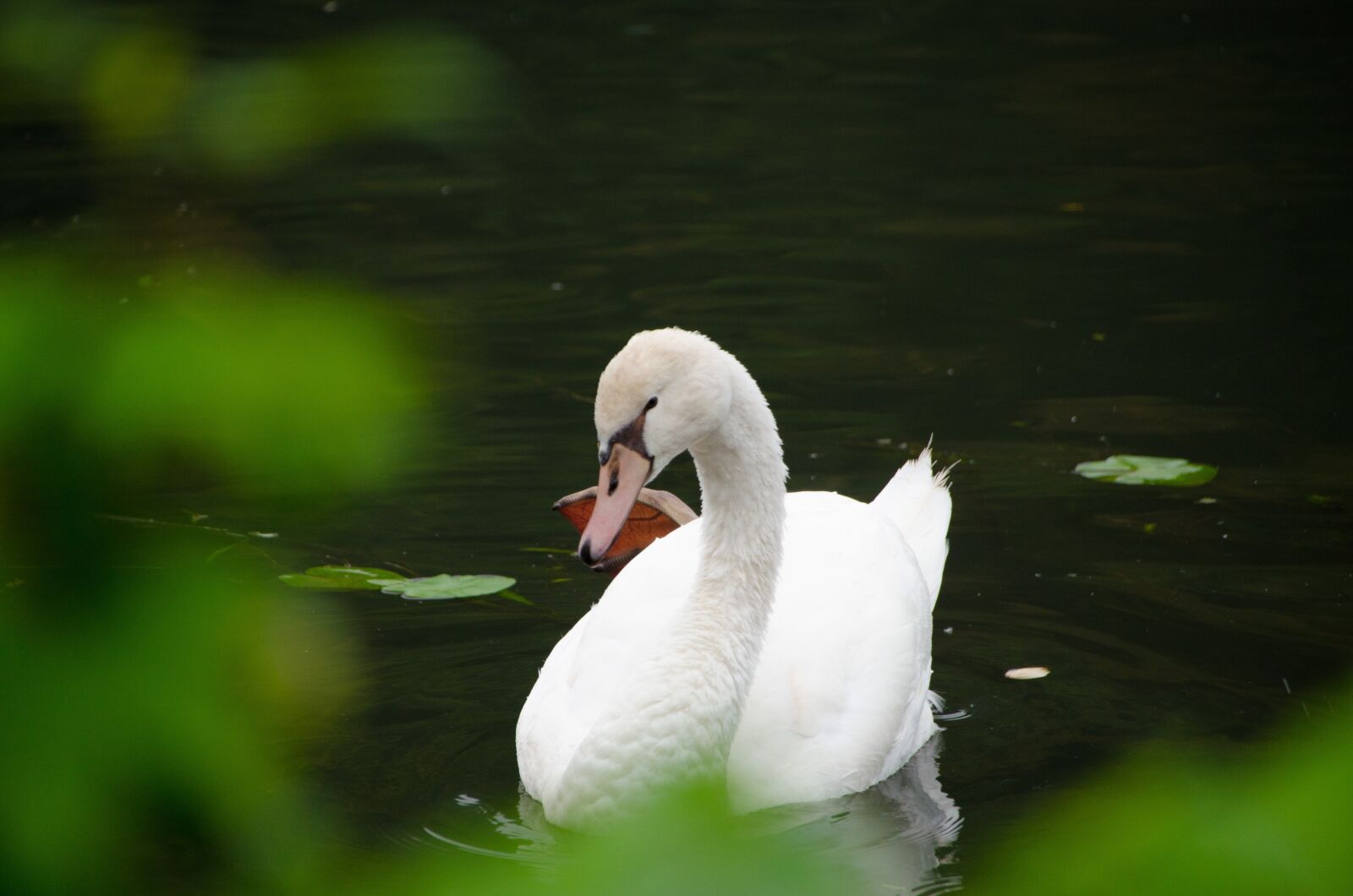 Nikon D5100 sample photo. Swan, nature, bird photography