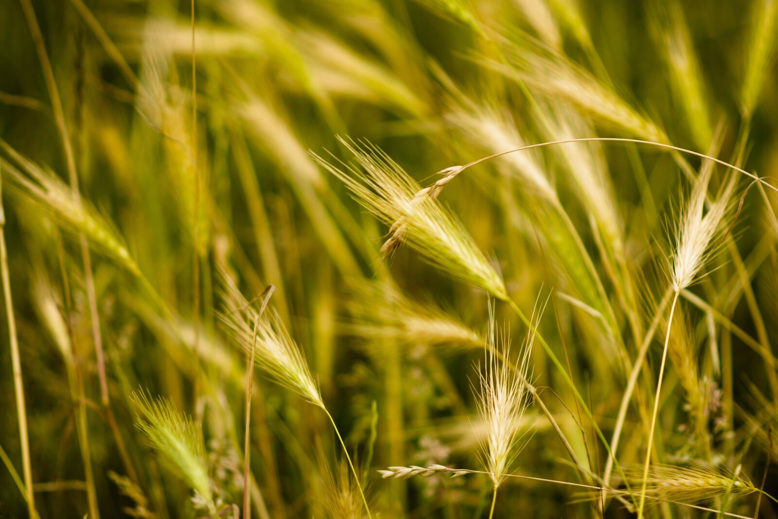 Nikon D7200 sample photo. Wheat, plant, farming photography