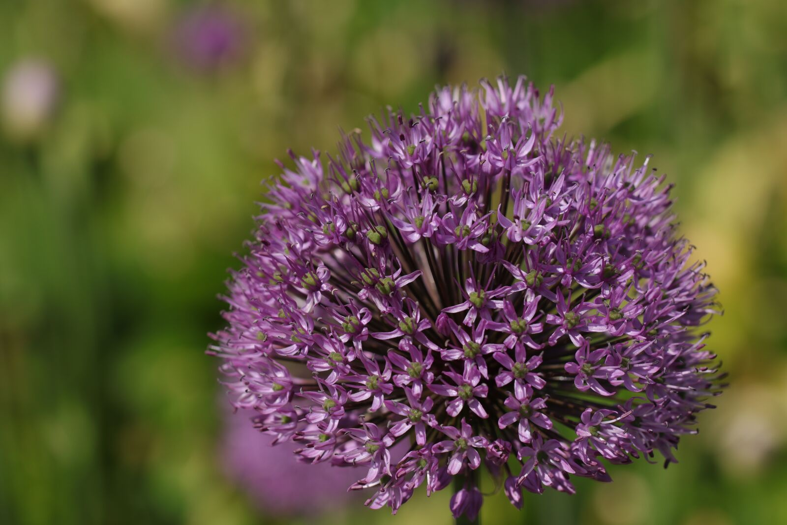 Canon EF 100mm F2.8L Macro IS USM sample photo. Allium, ornamental onion, flowers photography