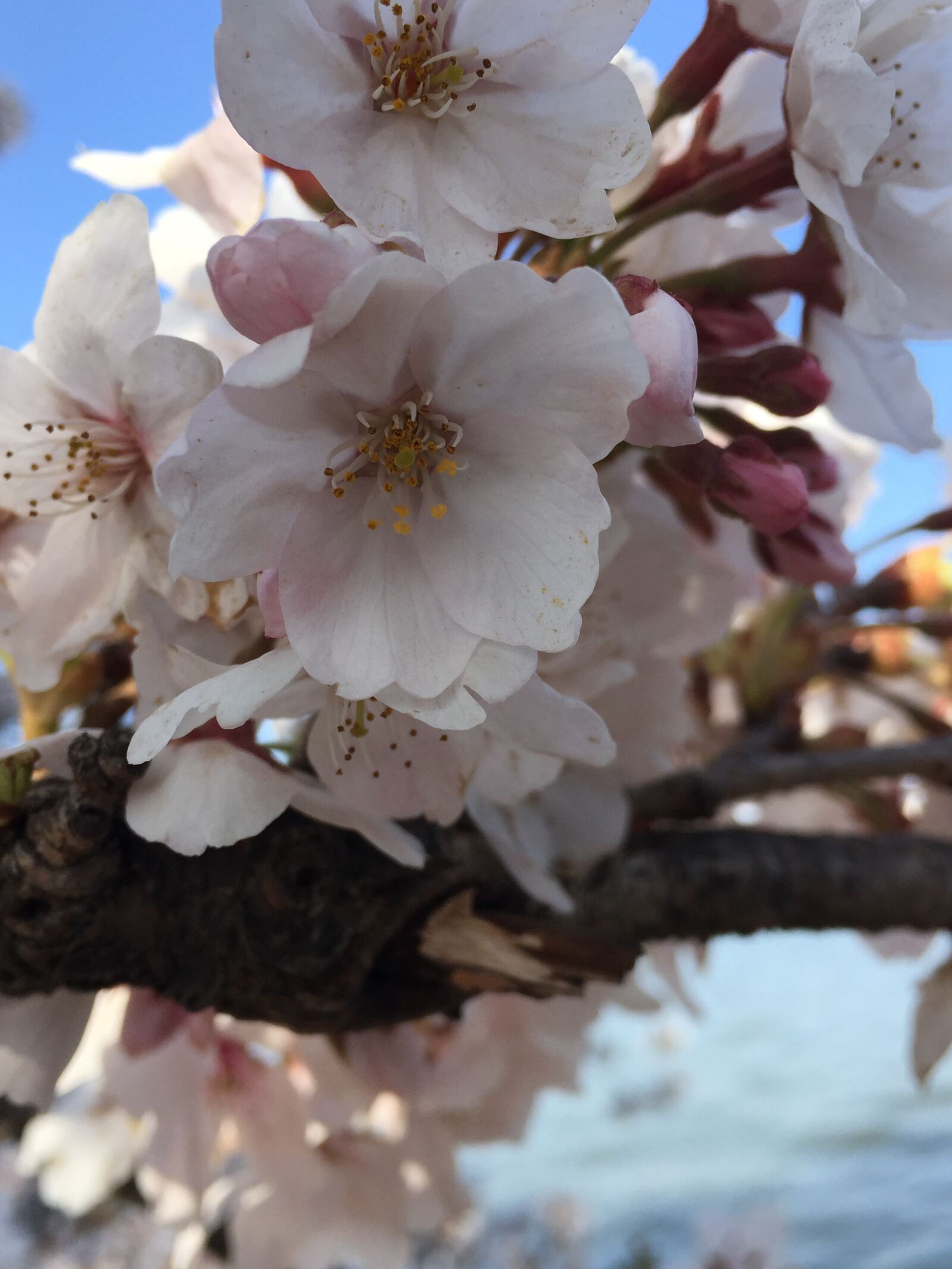 iPhone 6 back camera 4.15mm f/2.2 sample photo. Flowers, blossom, nature photography