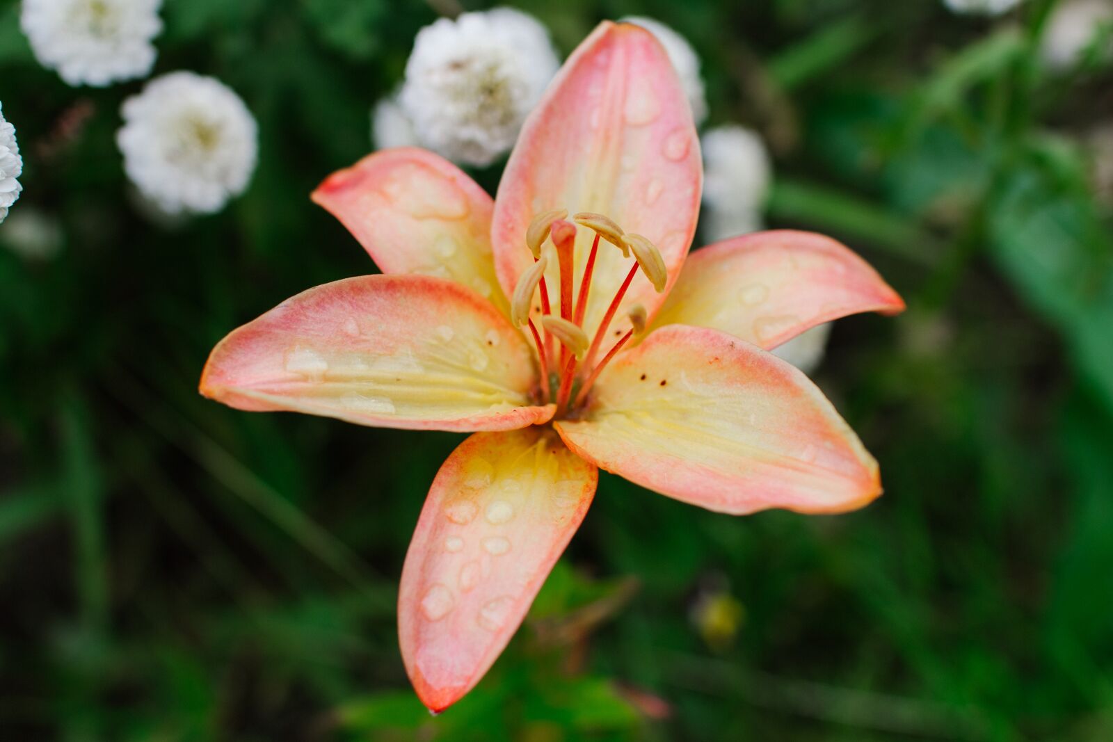Canon EOS 60D sample photo. Lily, flowers, flower photography