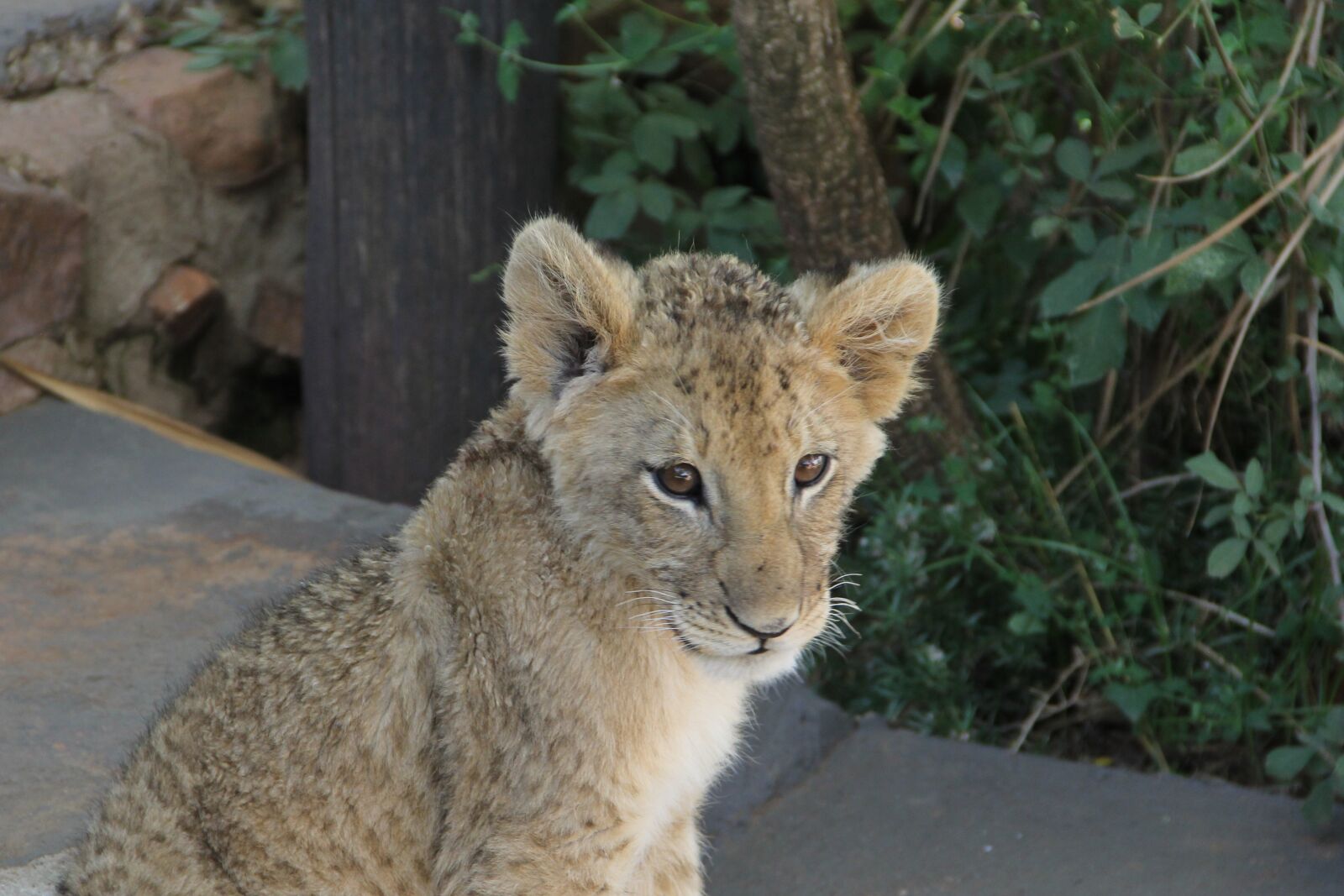 Canon EOS 60D sample photo. Lion, cub, young photography