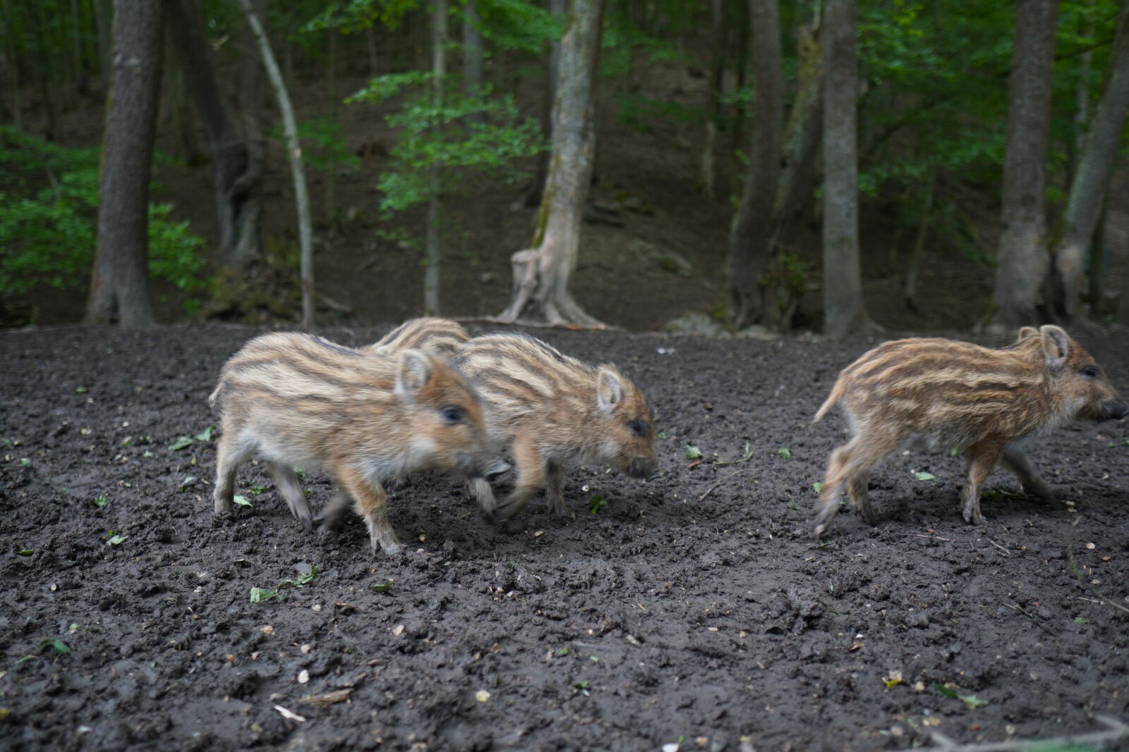 Sony a6400 + Sigma 16mm F1.4 DC DN | C sample photo. Wild boar, pig, sows photography