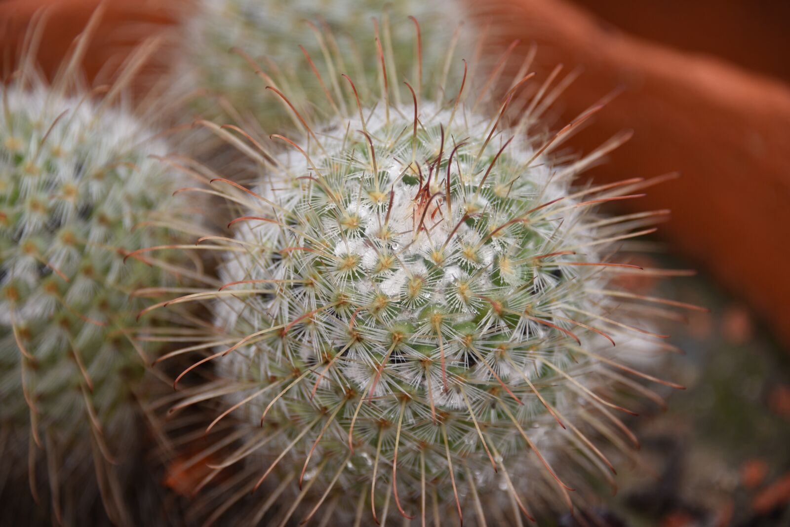 Nikon D750 sample photo. Cactus, spines, prickly photography