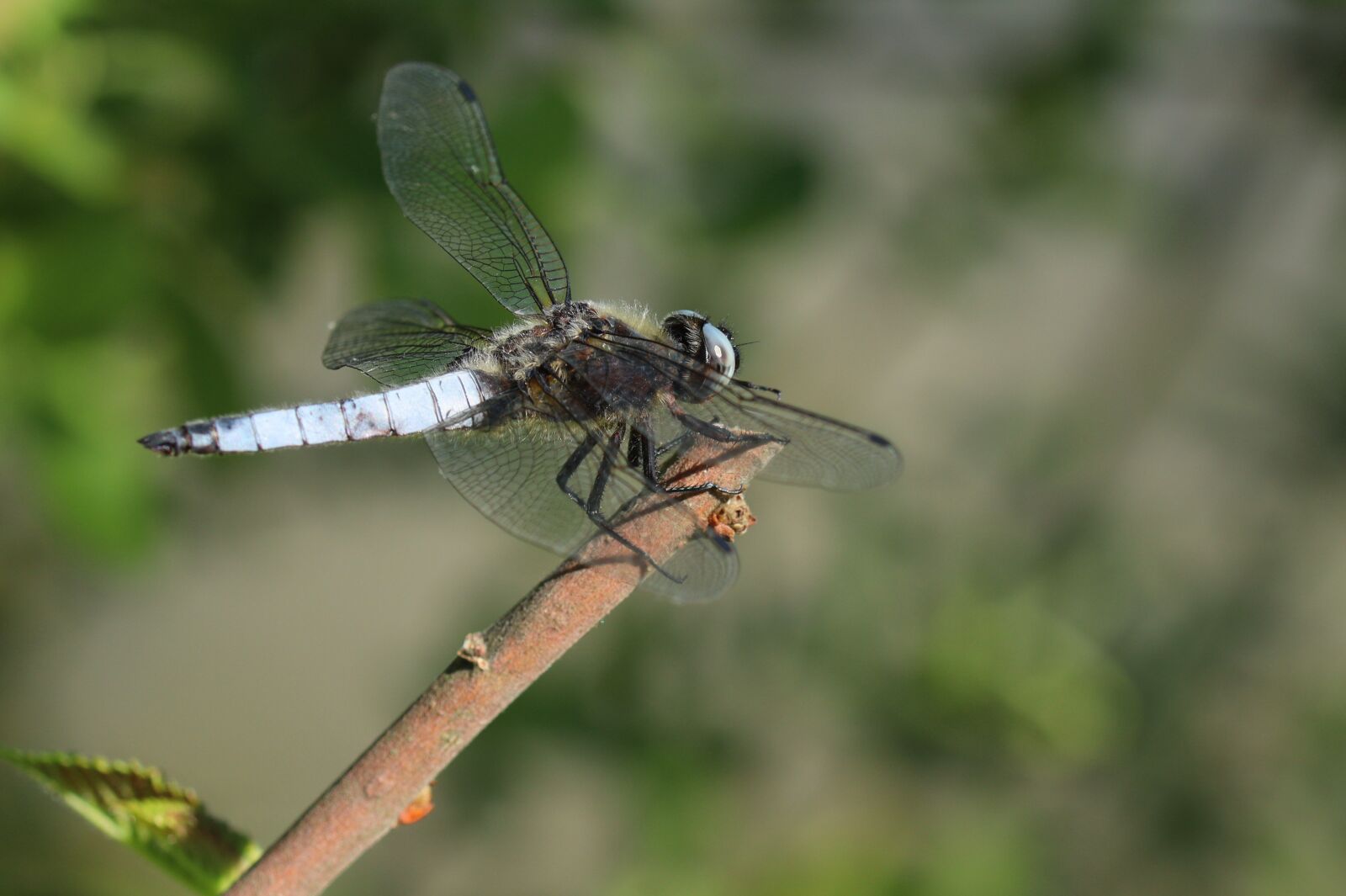 Canon EOS 250D (EOS Rebel SL3 / EOS Kiss X10 / EOS 200D II) sample photo. Dragonfly, keeled-skimmer, nature photography