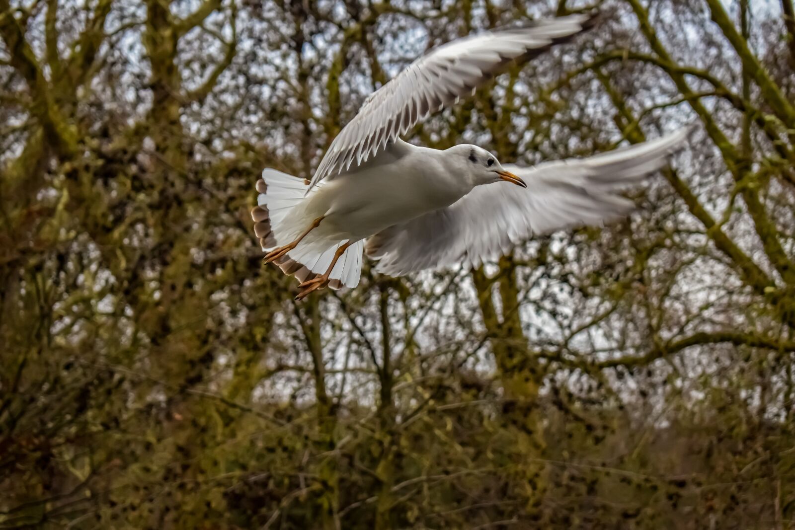 Nikon D3300 sample photo. Gull, bird, seagull photography