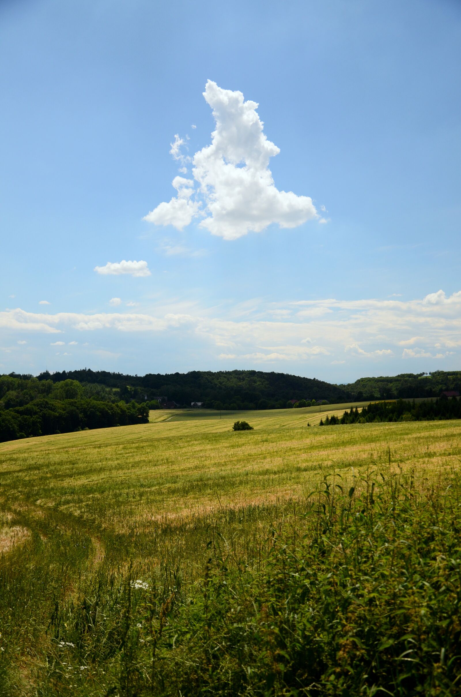 Nikon D7000 sample photo. Field, cloud, landscape photography