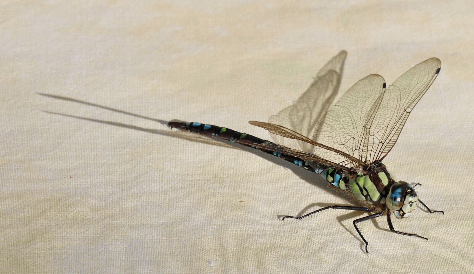 Panasonic Lumix DMC-G6 sample photo. Dragonfly, nature, animal photography