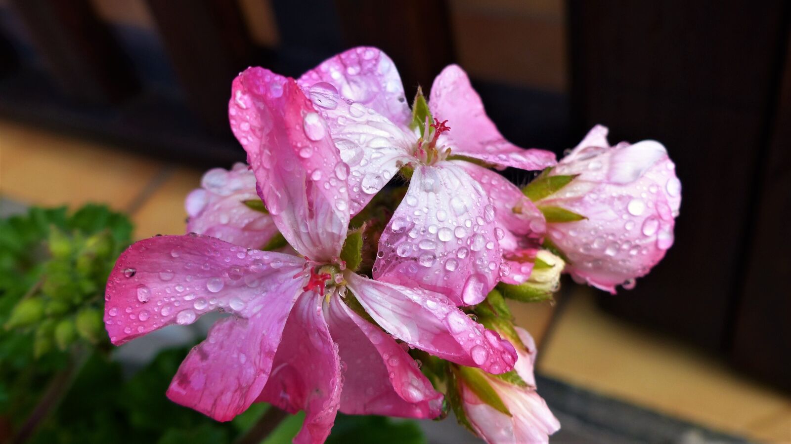 Panasonic Lumix DMC-FZ200 sample photo. Flower, plant, nature photography