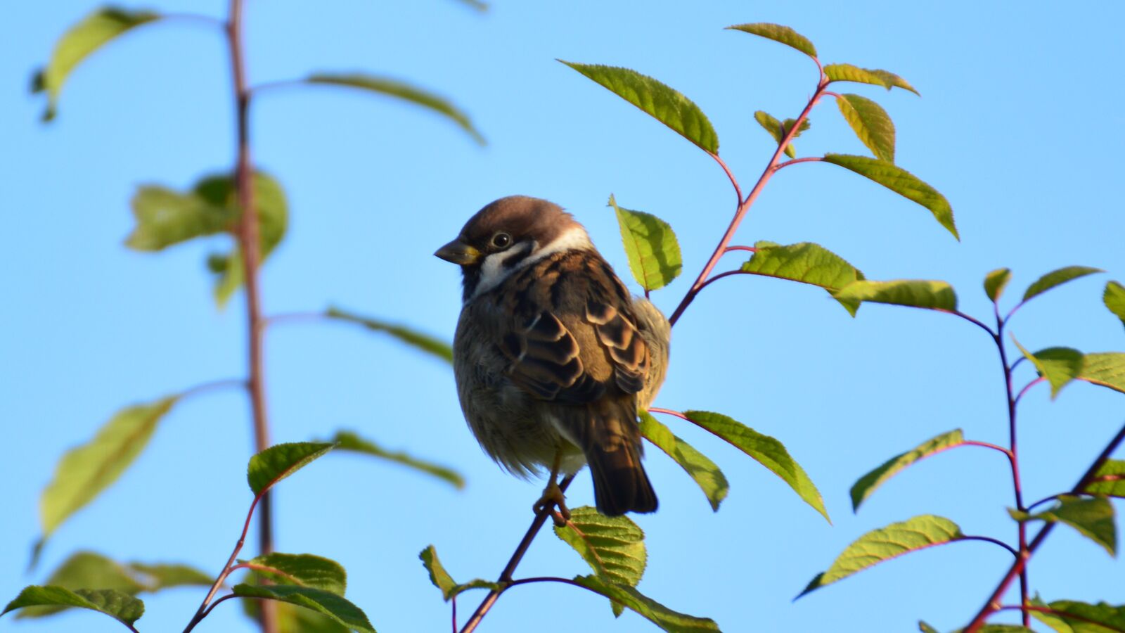 Nikon D3200 sample photo. Green, blue, the sparrow photography