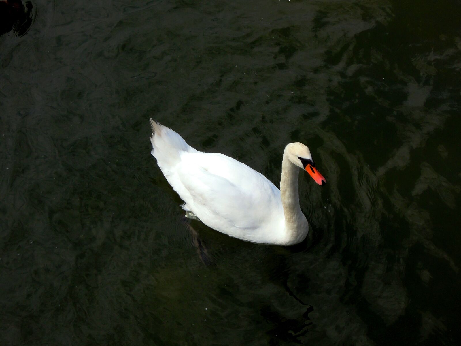 Nikon Coolpix P300 sample photo. Swan, water, animal photography