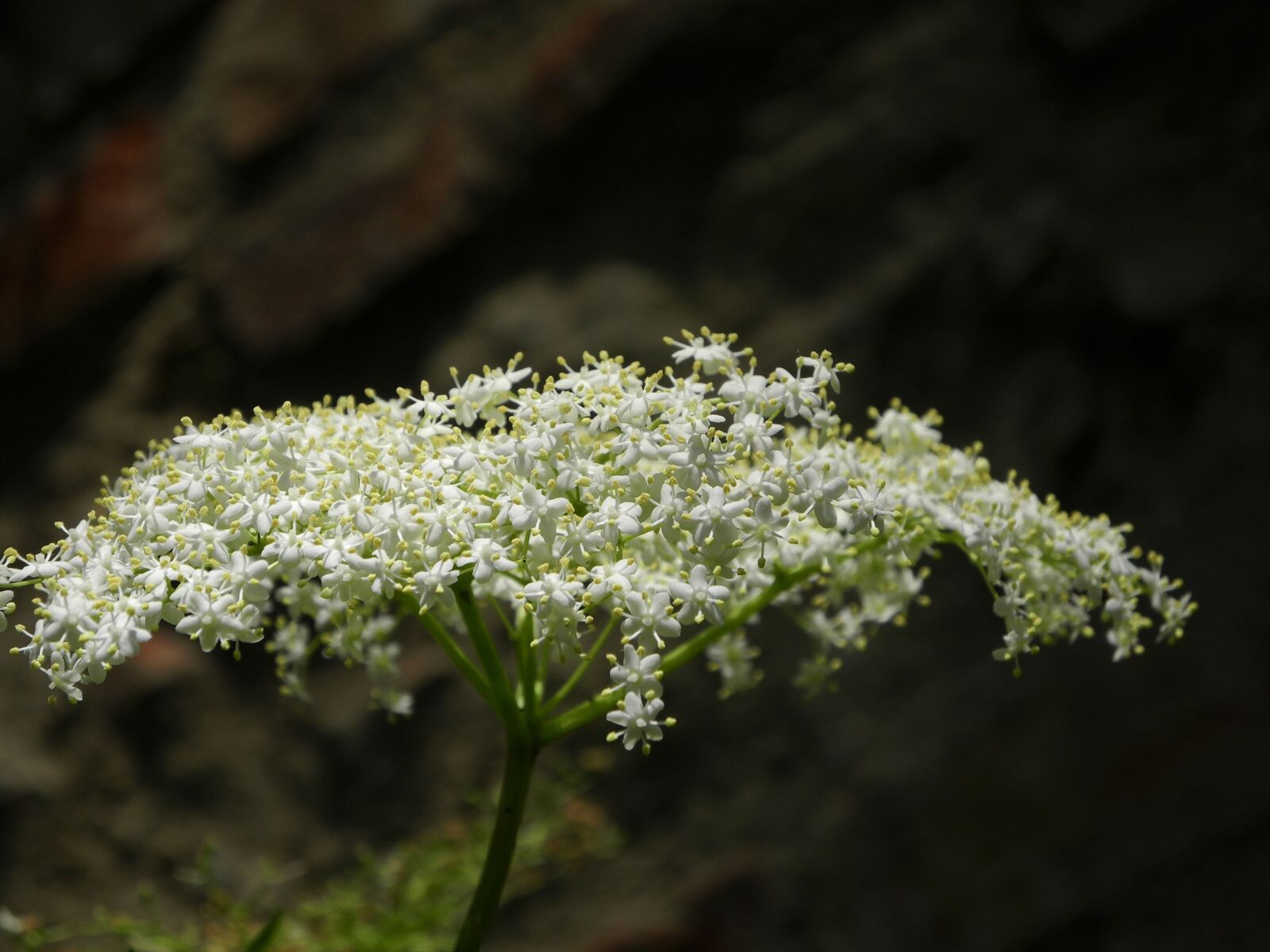 Nikon Coolpix P7000 sample photo. Elder, blossom, bloom photography