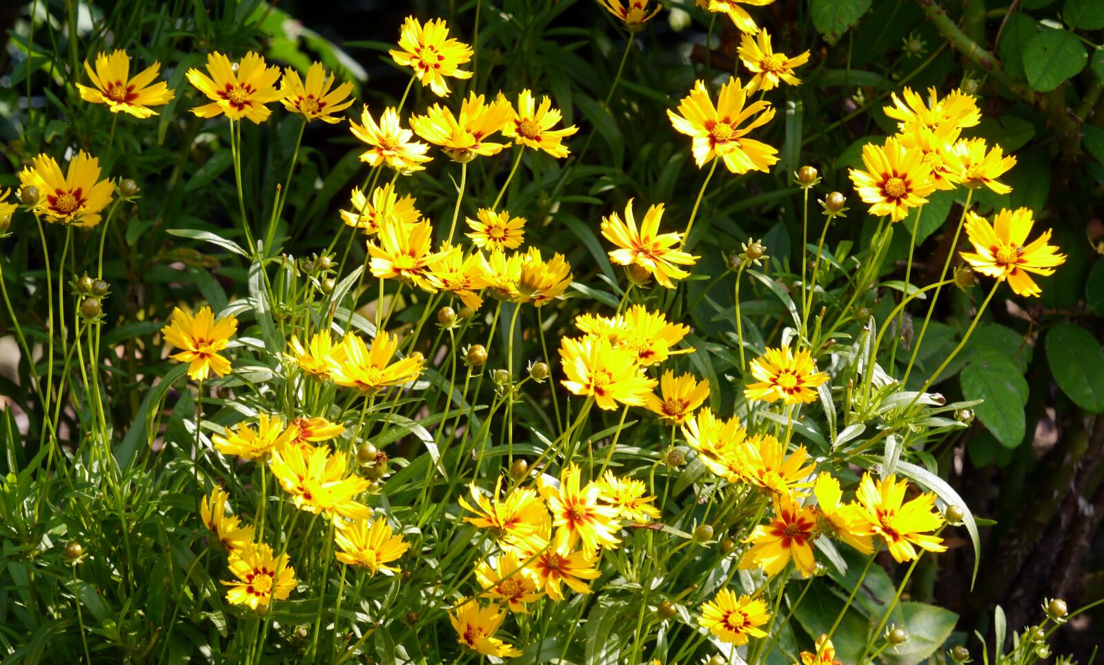 Panasonic Lumix DMC-G3 sample photo. Summer flowers, home garden photography