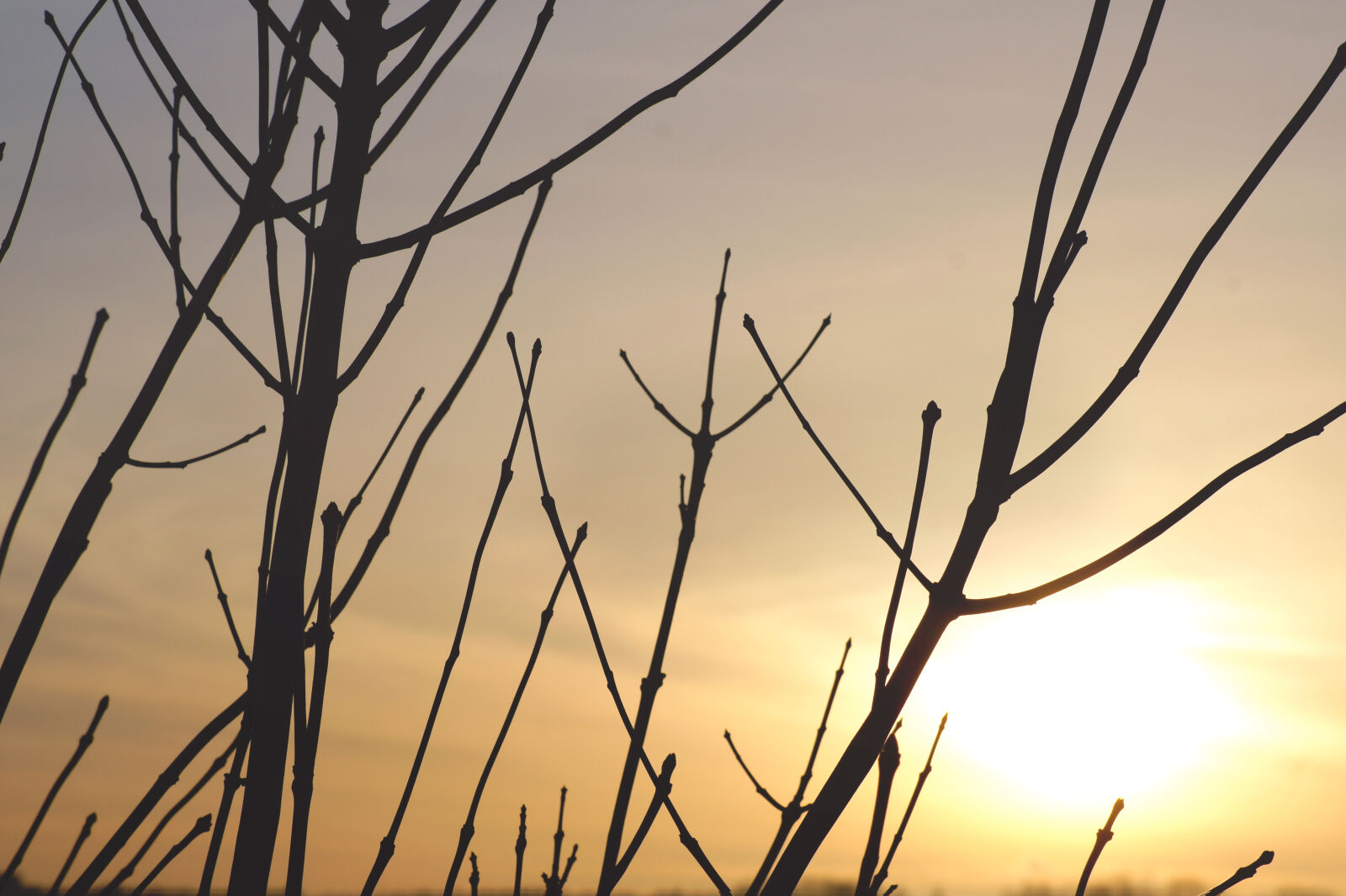 Sony Alpha DSLR-A550 sample photo. Backlit, dawn, dusk, evening photography