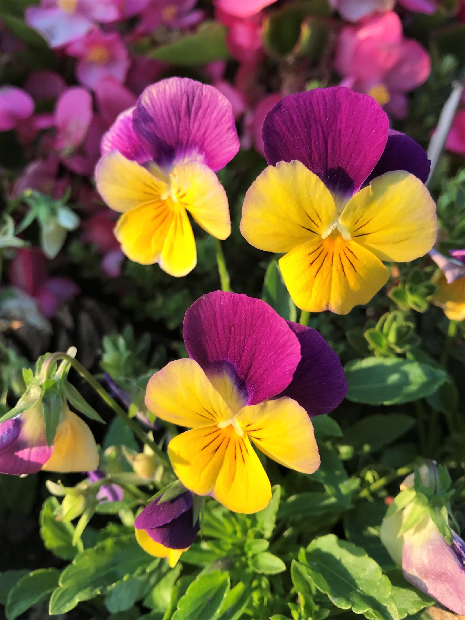 iPhone 7 back camera 3.99mm f/1.8 sample photo. Pansies, flowers, bicolored flowers photography