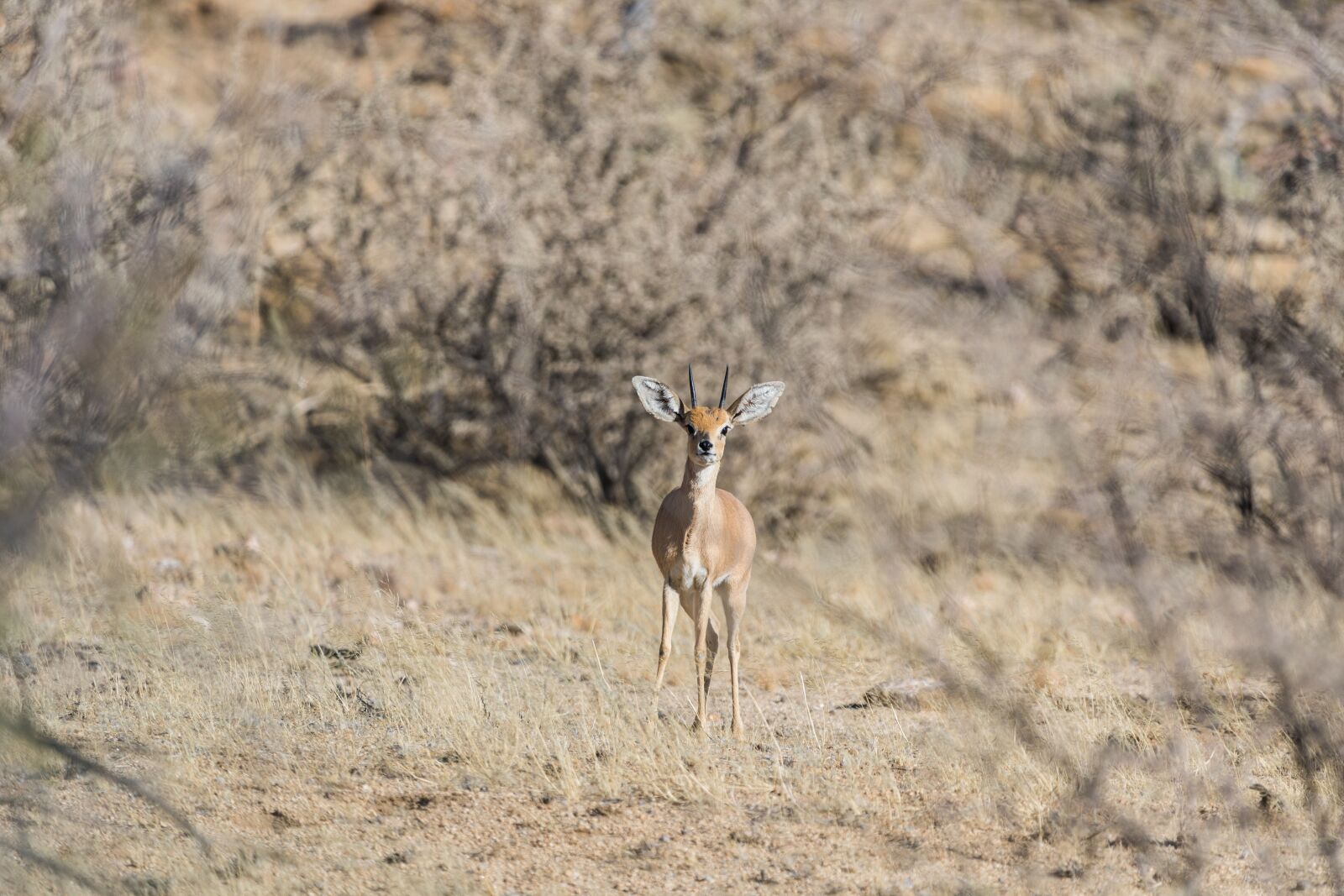 Canon EOS 5D Mark IV + 150-600mm F5-6.3 DG OS HSM | Contemporary 015 sample photo. Steenbok, namibia, mammal photography