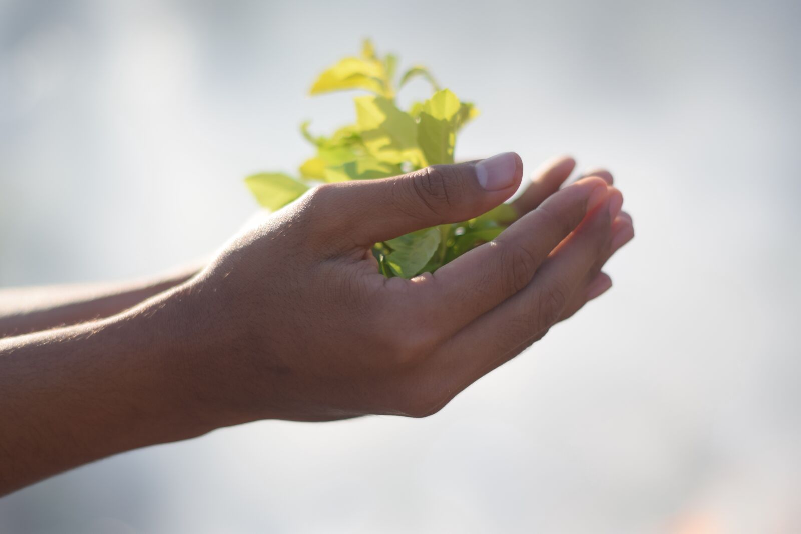 Nikon D3300 sample photo. Plant, hand, asap photography