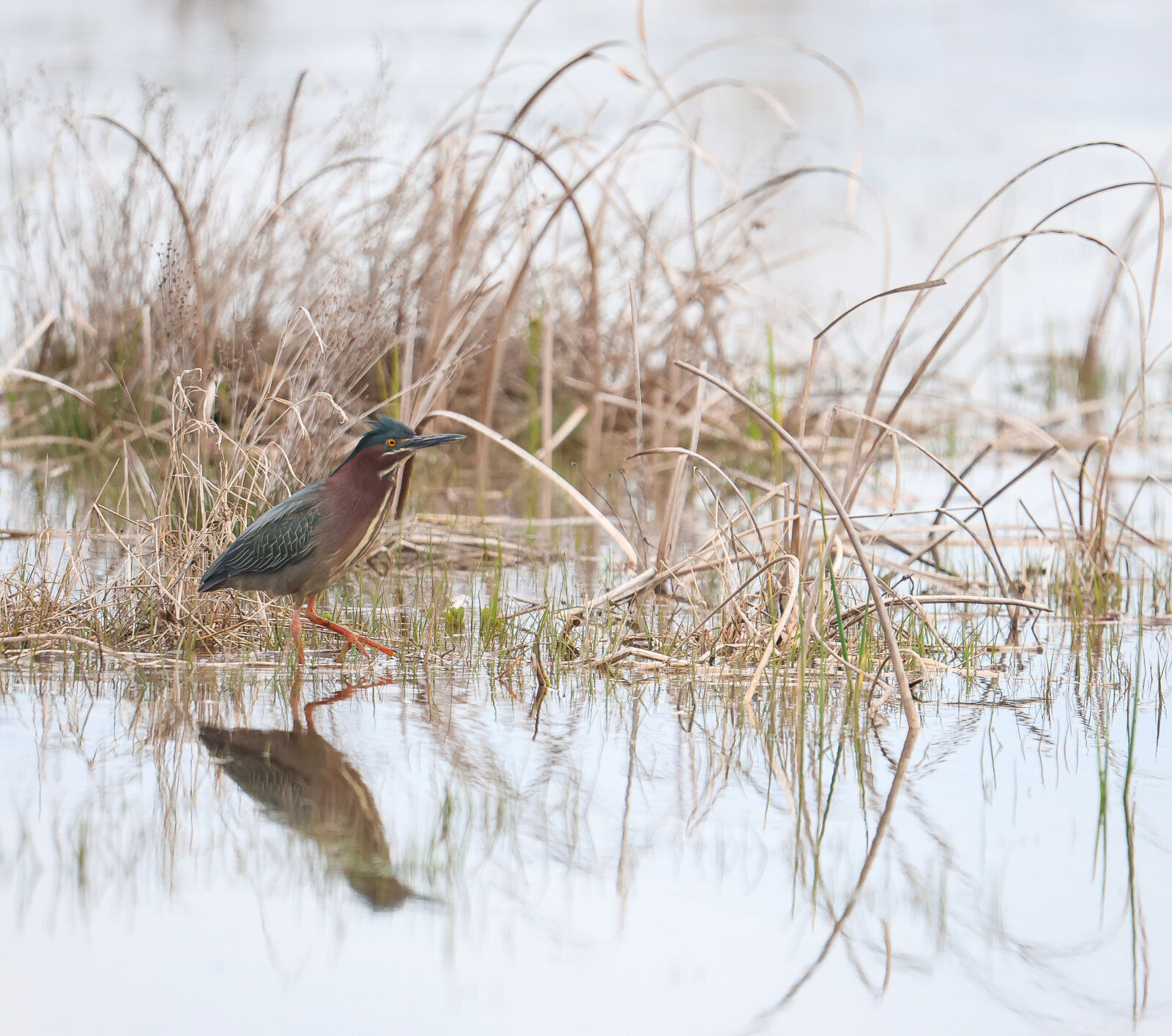 Sigma 60-600mm F4.5-6.3 DG OS HSM | S sample photo. Sigma 60-600mm sport r6m2 photography