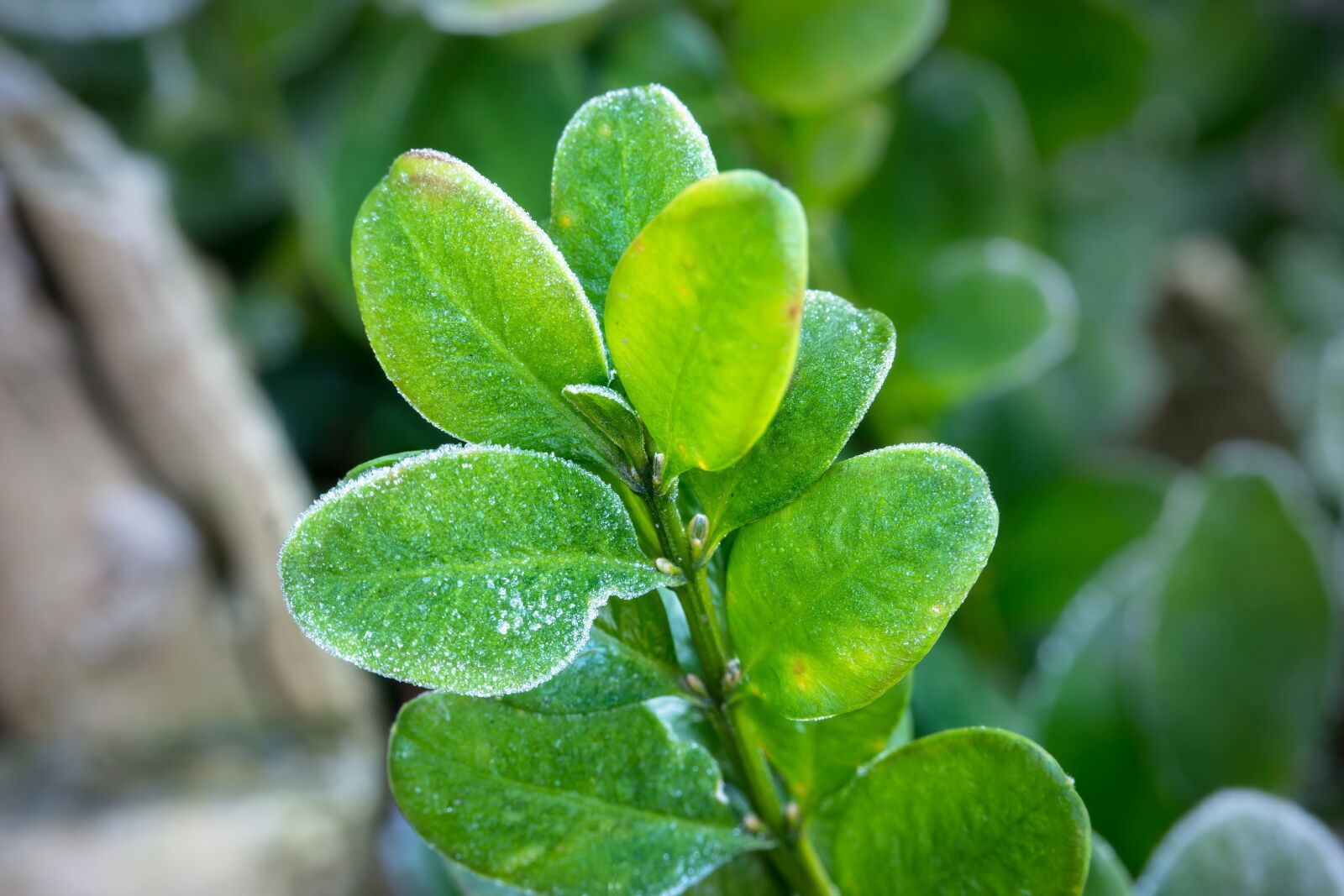 Samsung NX300M sample photo. Boxwood, ice, winter photography