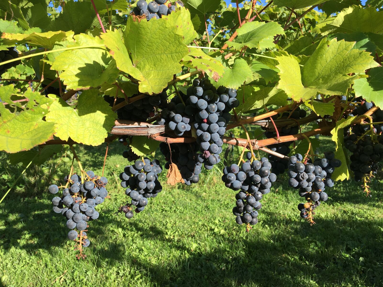 Apple iPhone 6s sample photo. Winery, vineyard, red grapes photography
