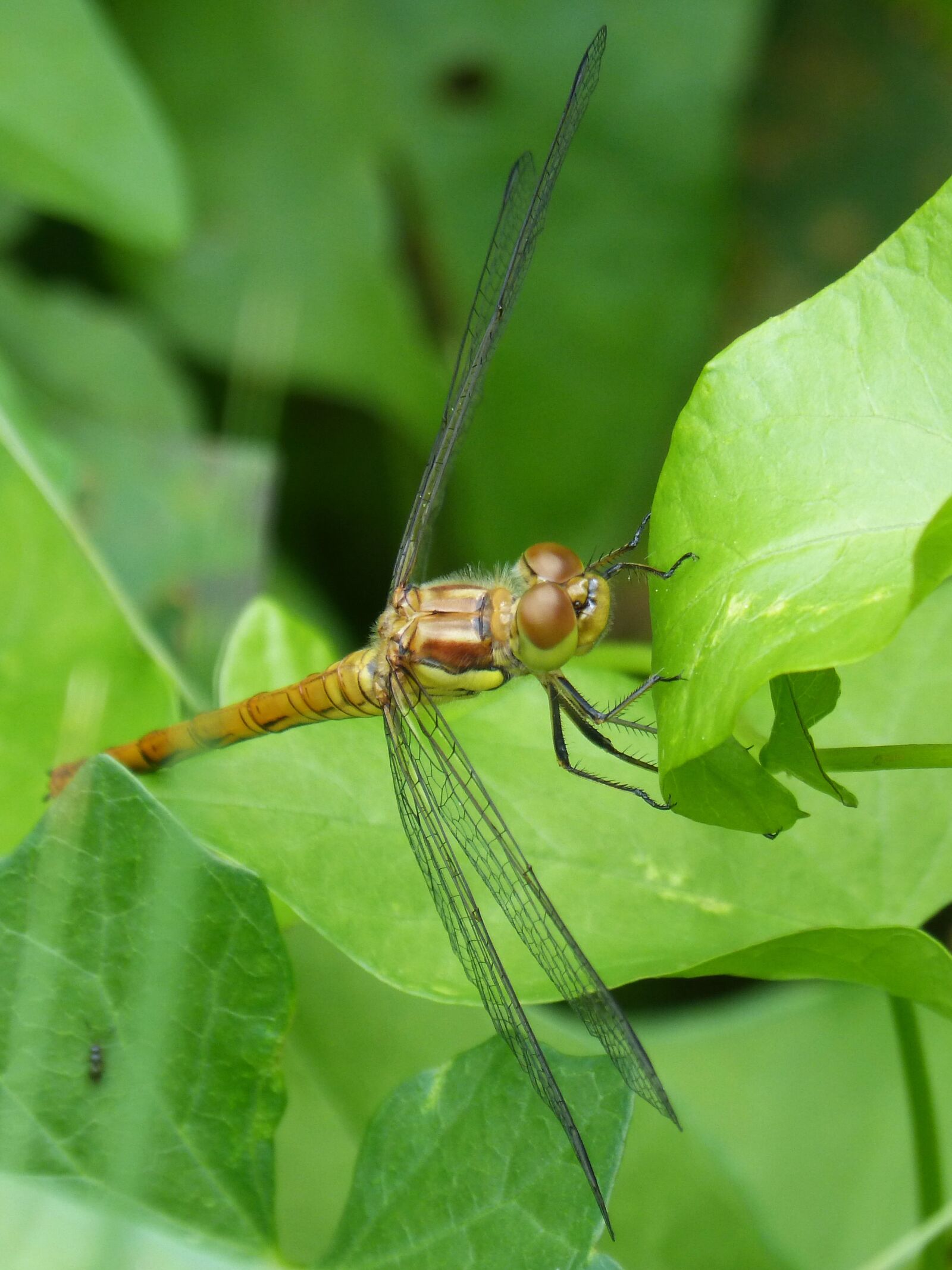 Panasonic DMC-FZ62 sample photo. Dragonfly, yellow dragonfly, cordulegaster photography